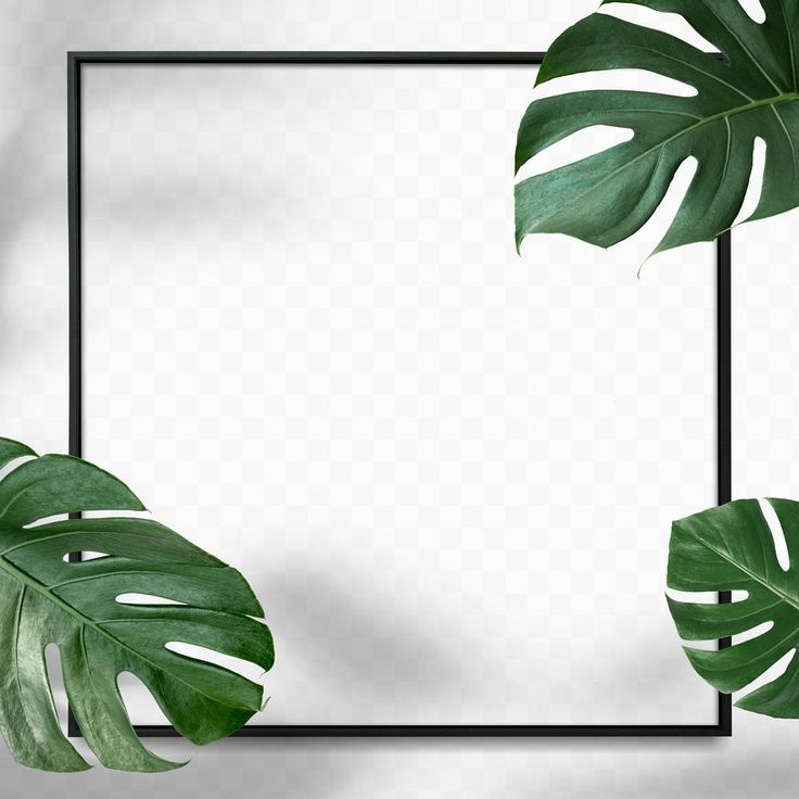 Monstera Leaf Background