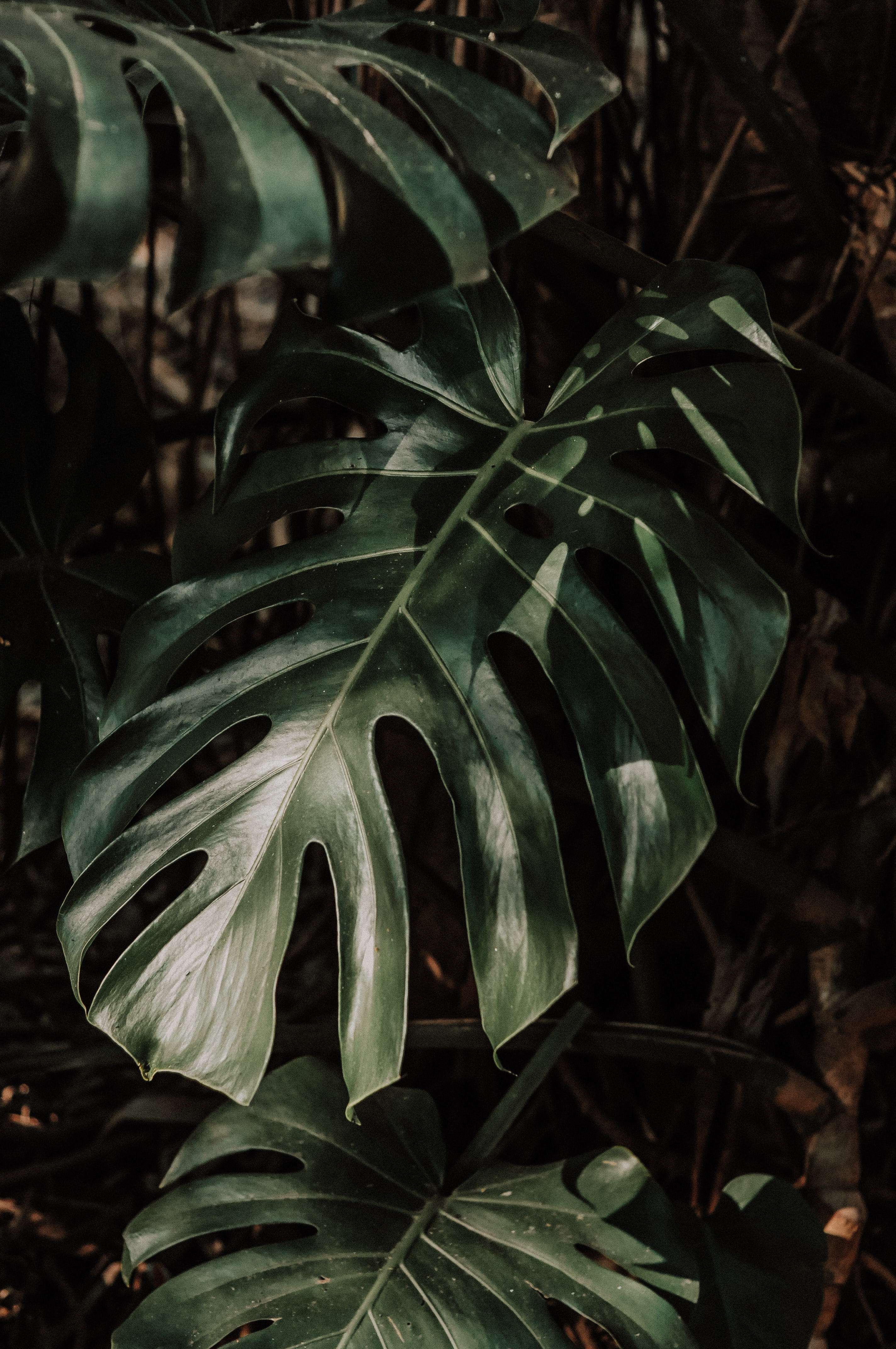 Monstera Wallpapers