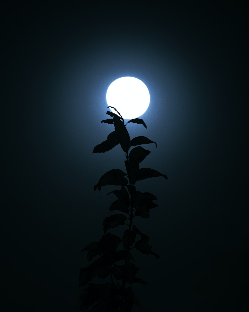 Moonlight Wallpapers