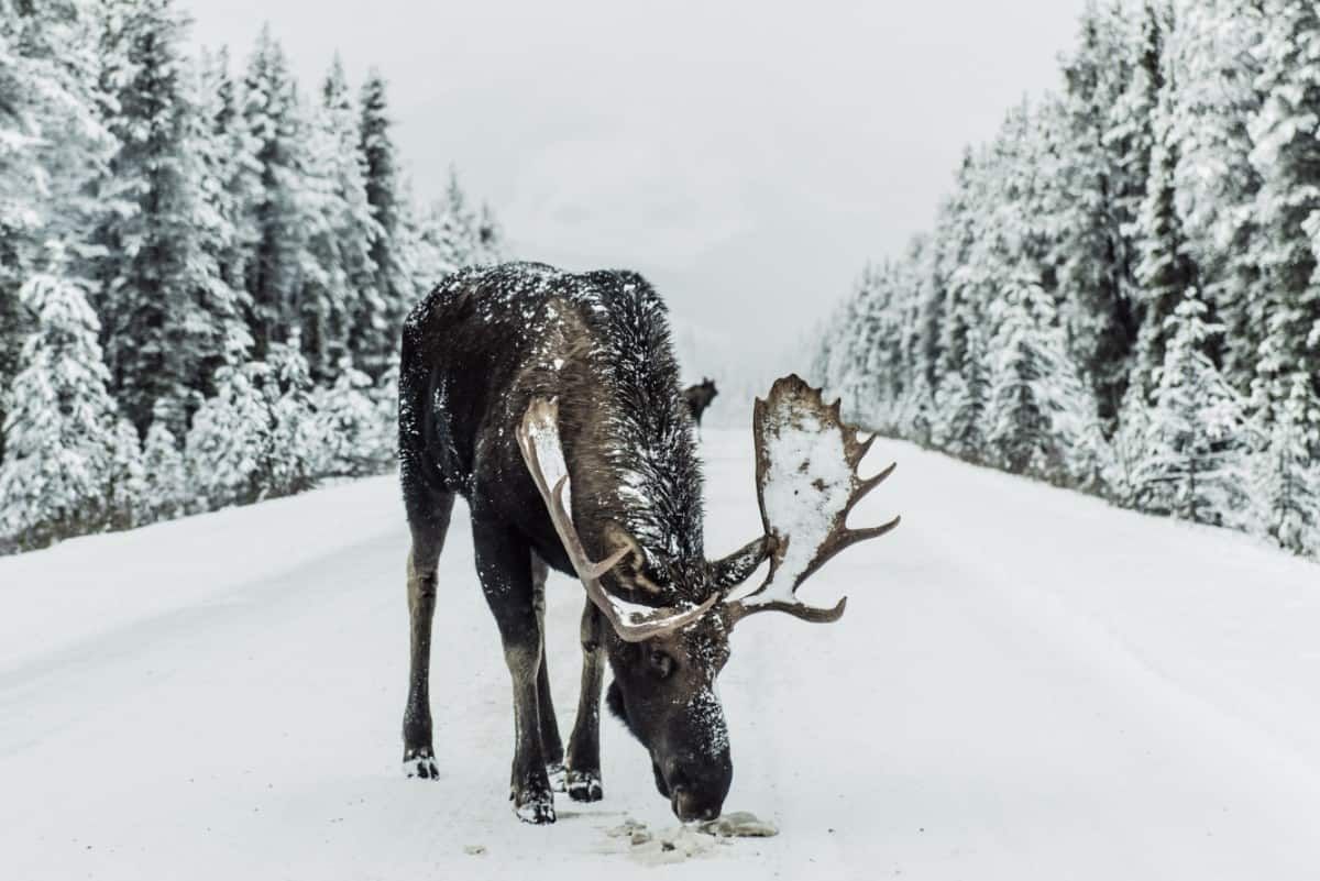 Moose In Snow Wallpapers