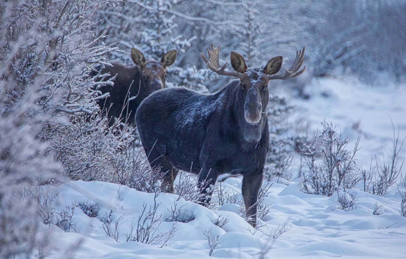 Moose In Snow Wallpapers