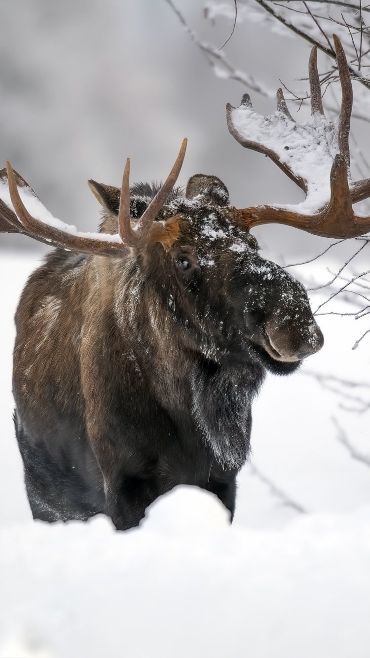 Moose In Snow Wallpapers