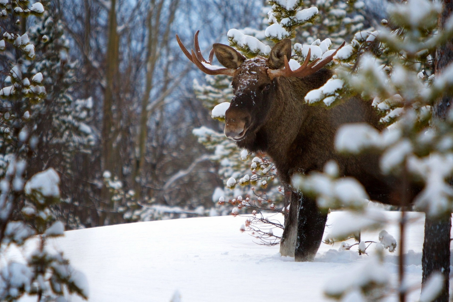 Moose In Snow Wallpapers