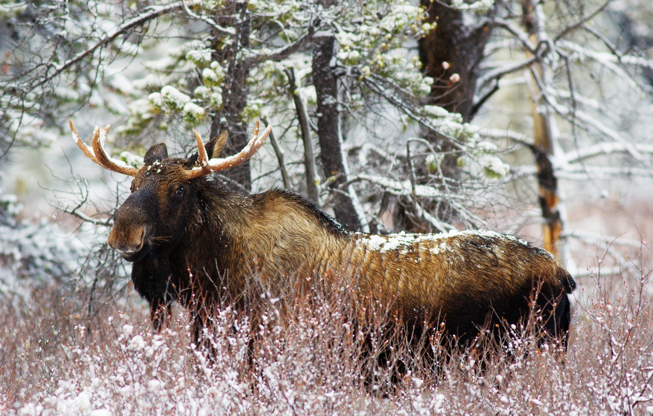 Moose In Snow Wallpapers