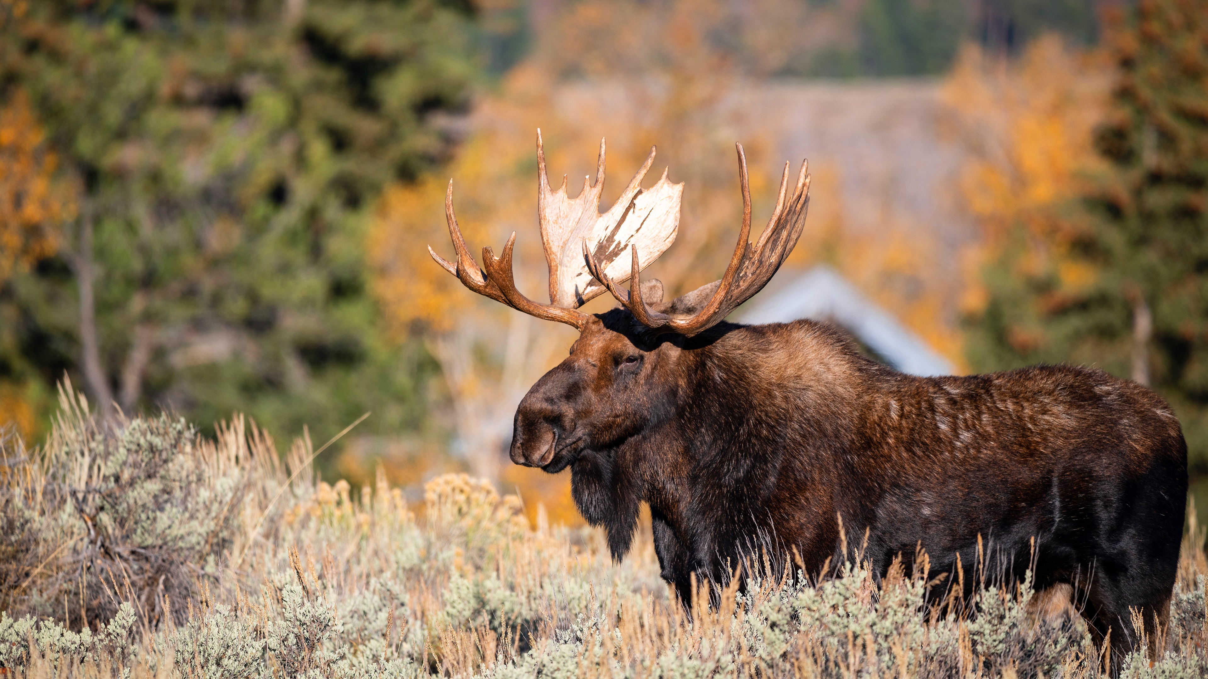 Moose In Snow Wallpapers