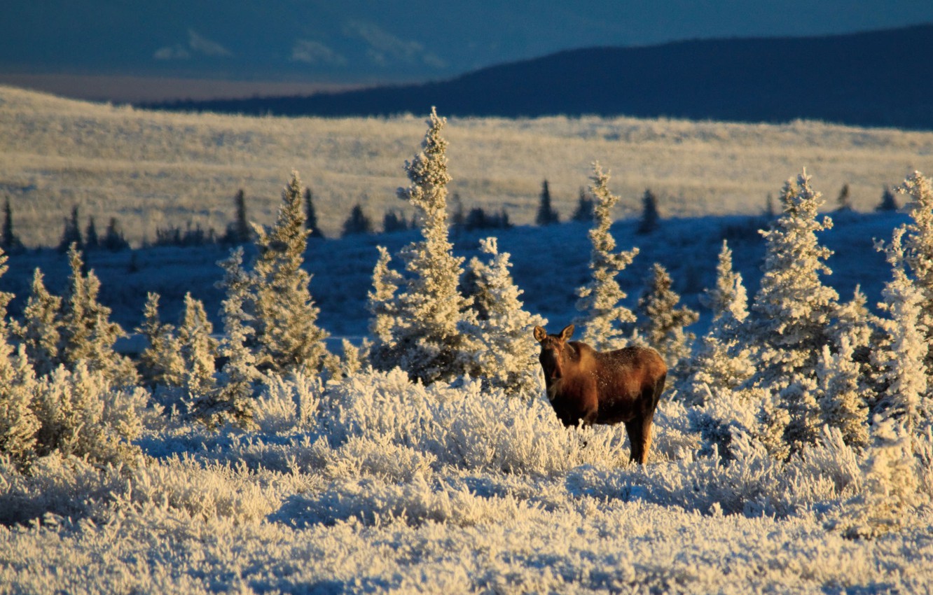 Moose In Snow Wallpapers