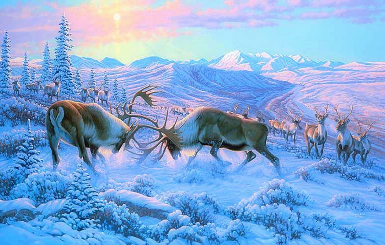 Moose In Snow Wallpapers