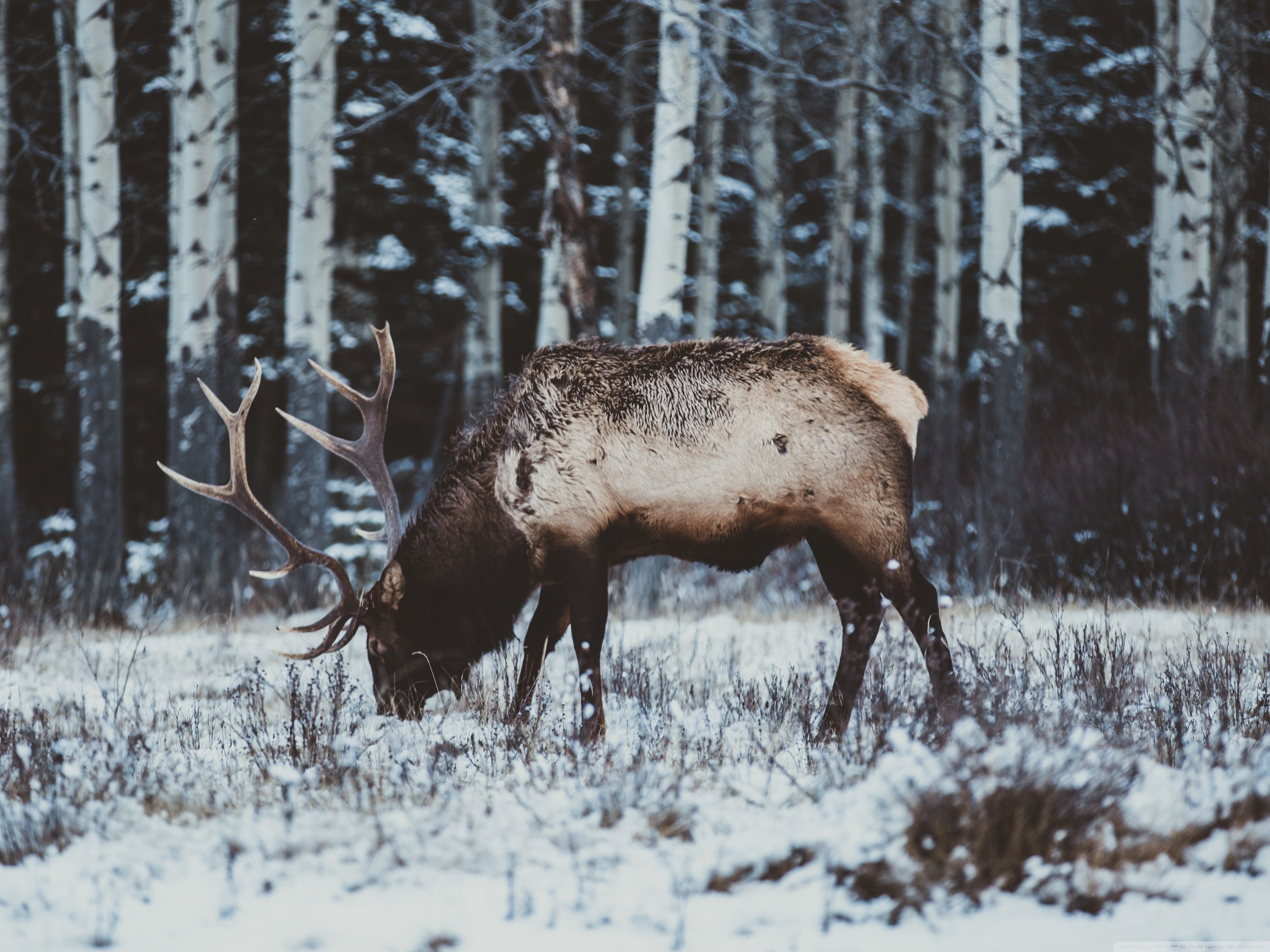 Moose In Snow Wallpapers