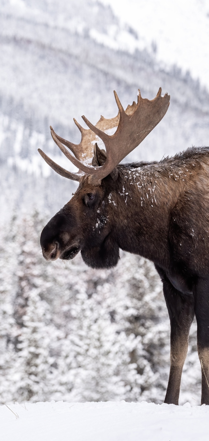 Moose In Snow Wallpapers