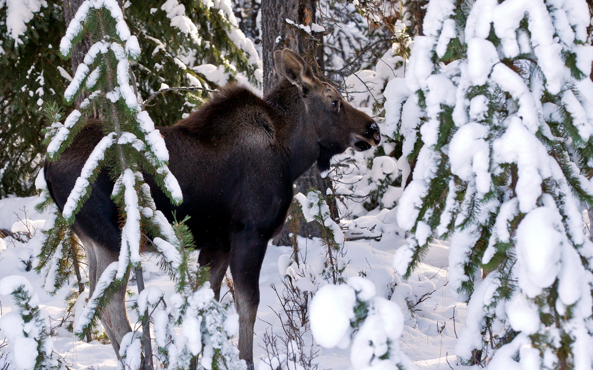 Moose In Snow Wallpapers