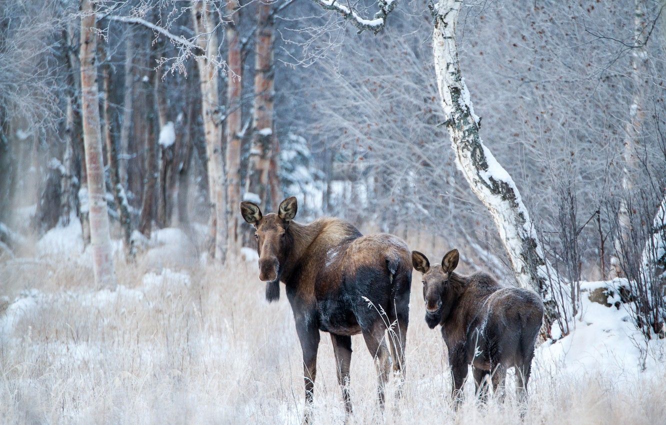 Moose In Snow Wallpapers