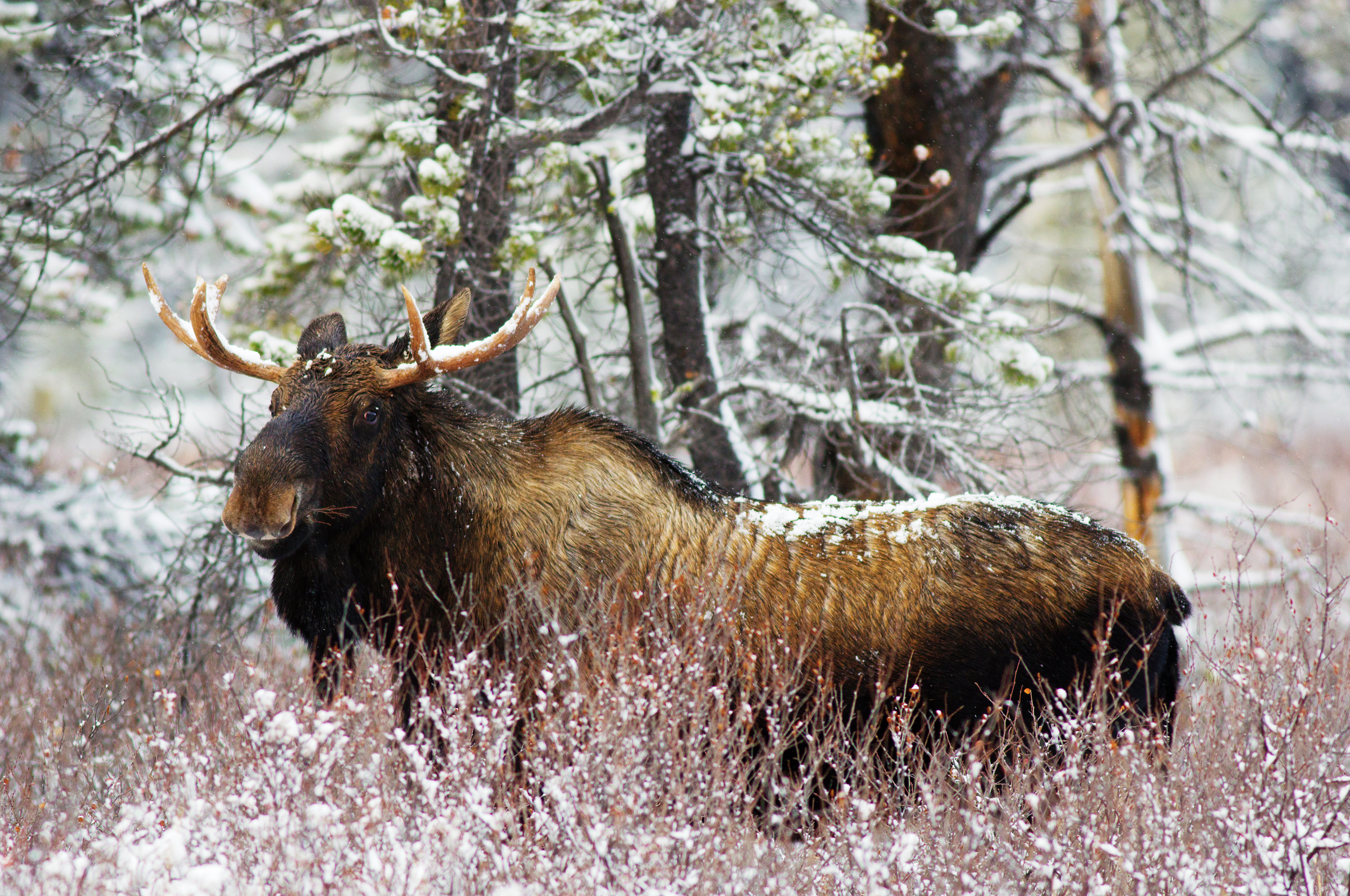 Moose In Snow Wallpapers