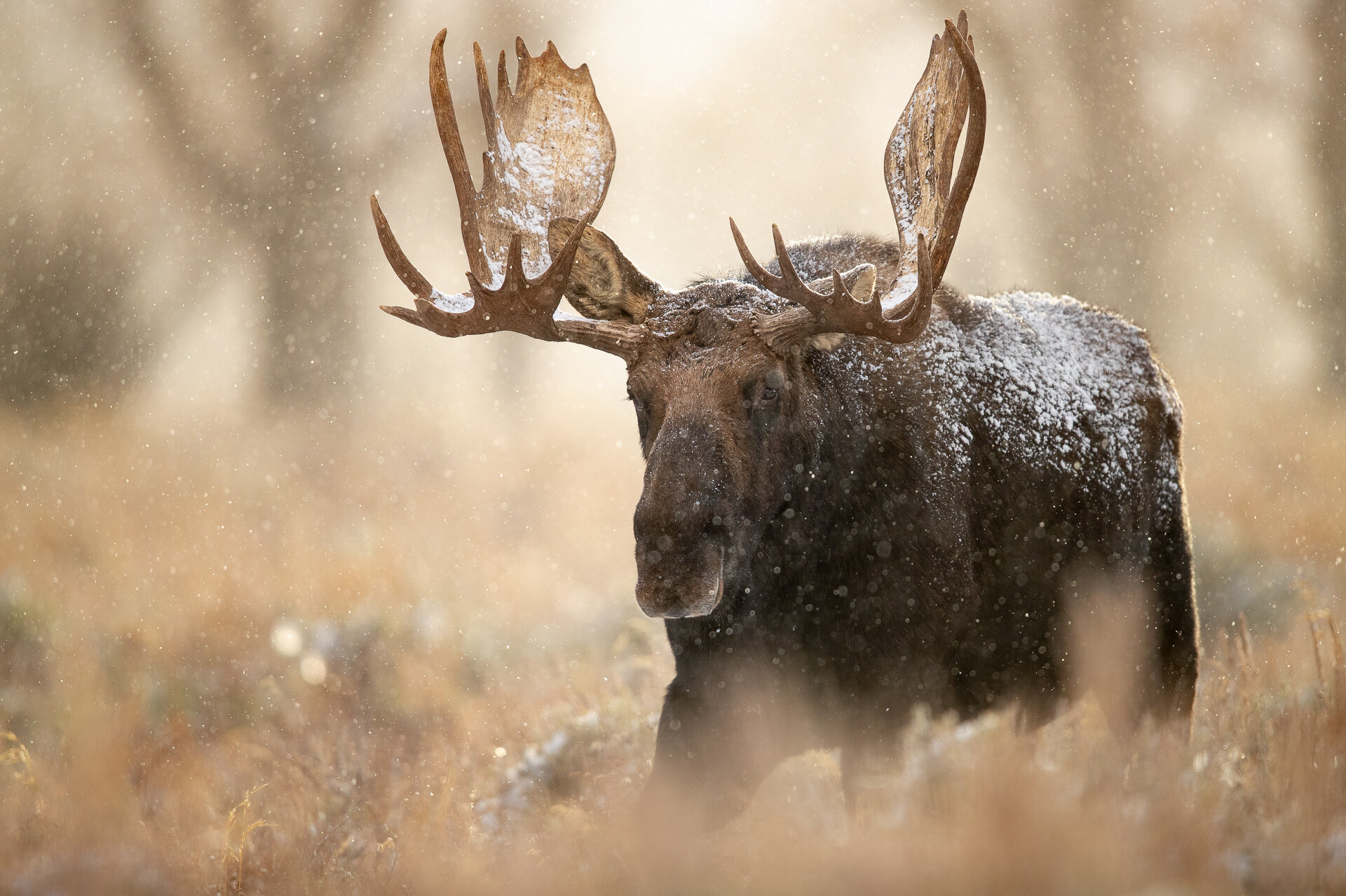 Moose In Snow Wallpapers