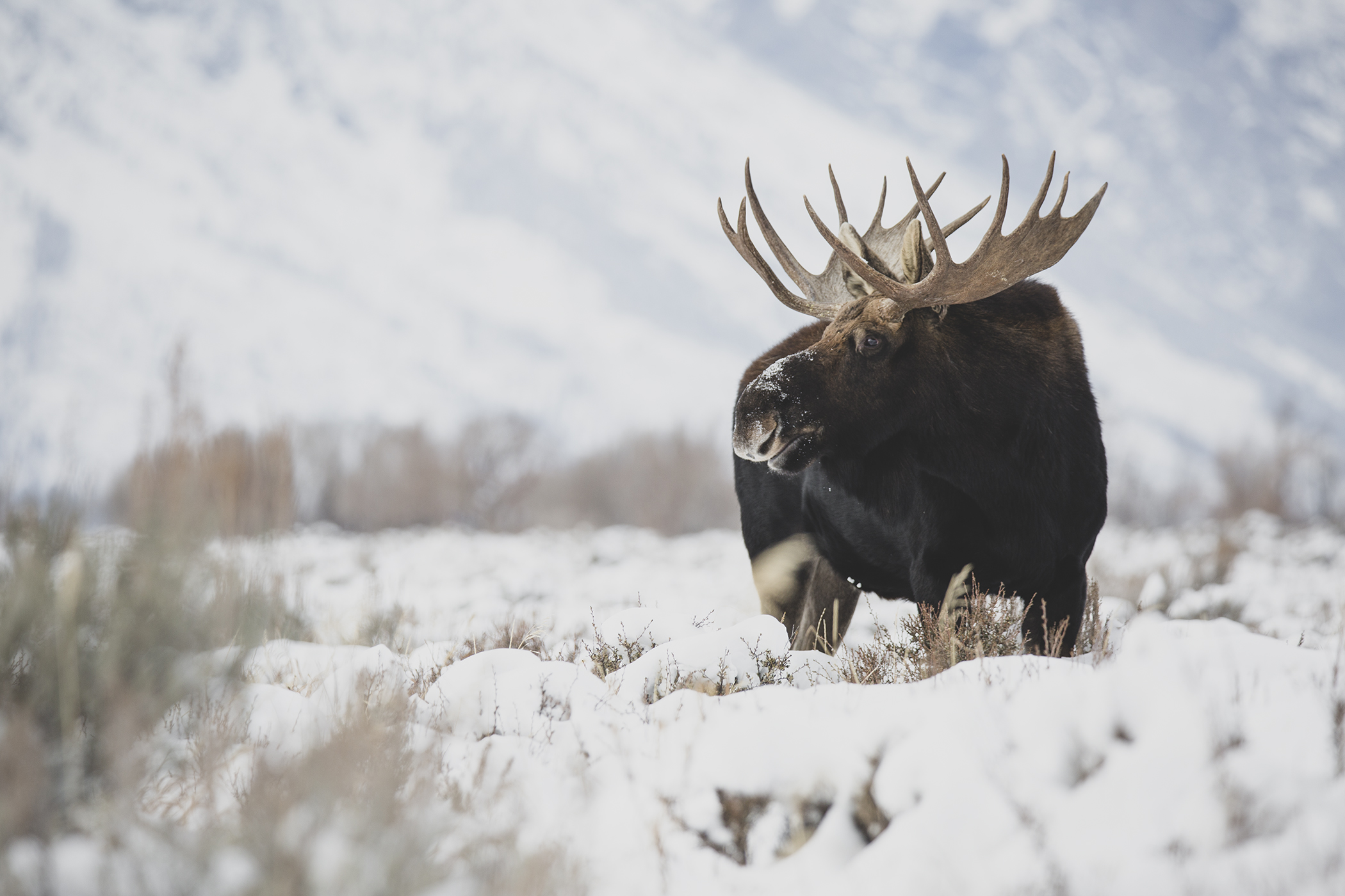 Moose In Snow Wallpapers