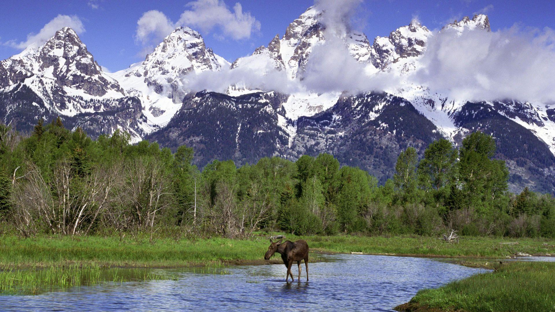 Moose In Snow Wallpapers