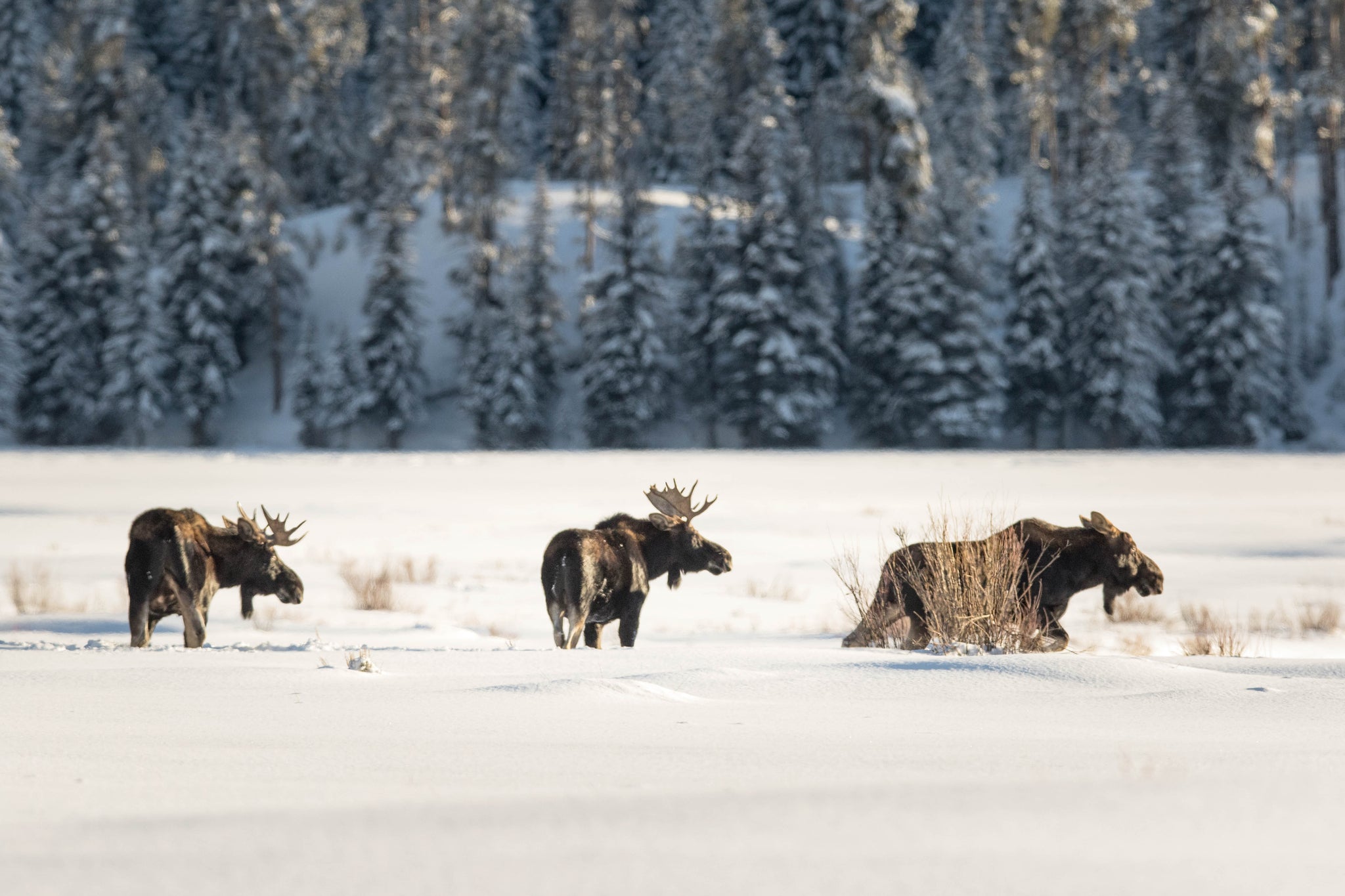 Moose In Snow Wallpapers