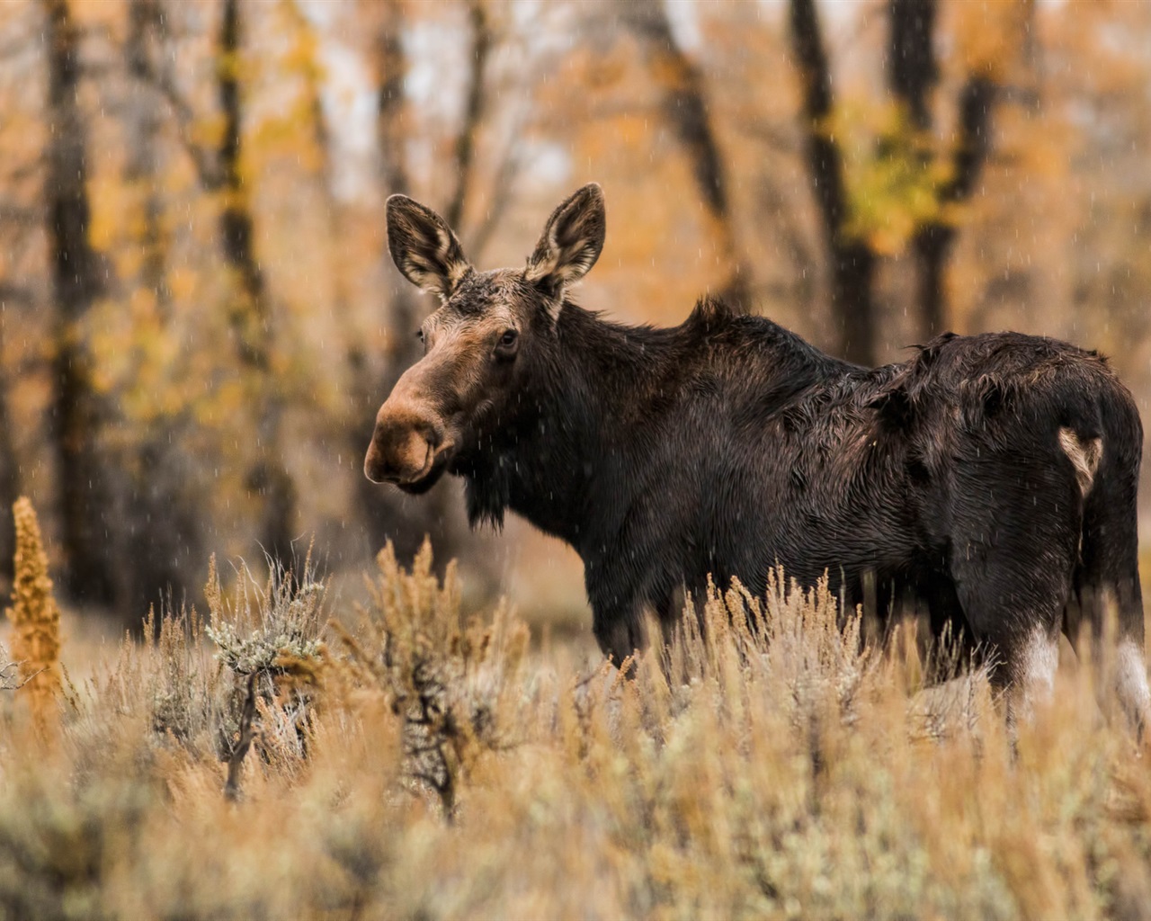 Moose Iphone Wallpapers