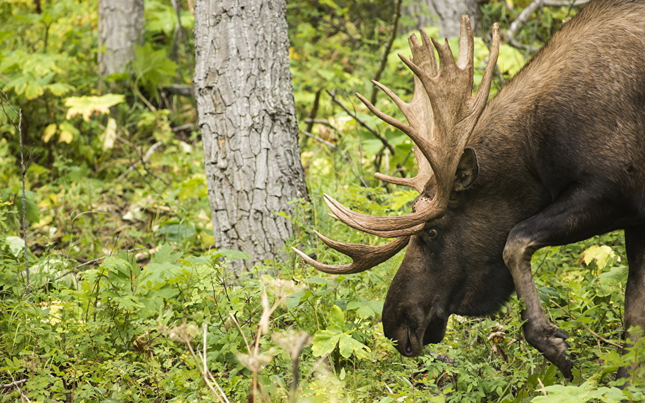 Moose Iphone Wallpapers