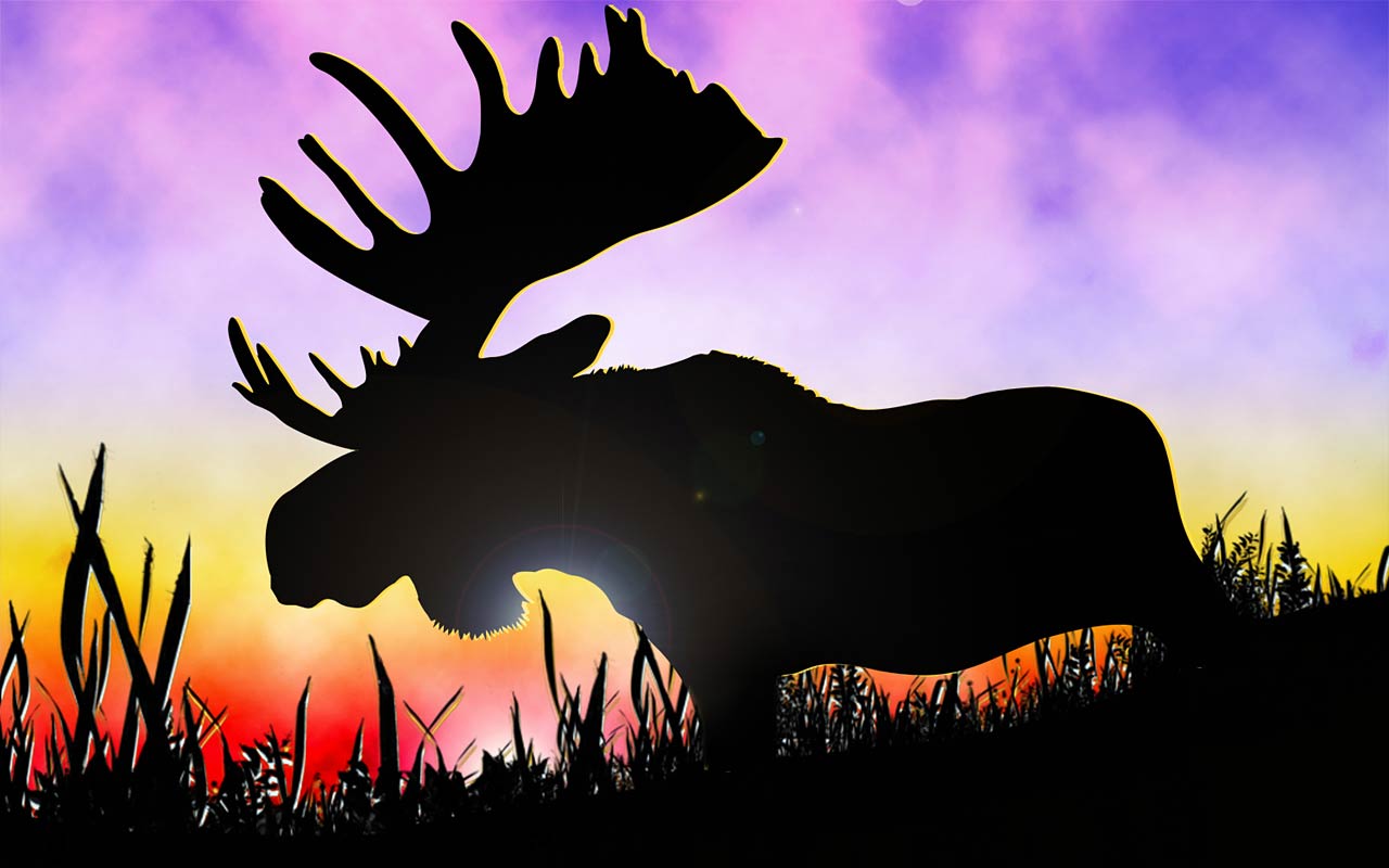 Moose Wallpapers