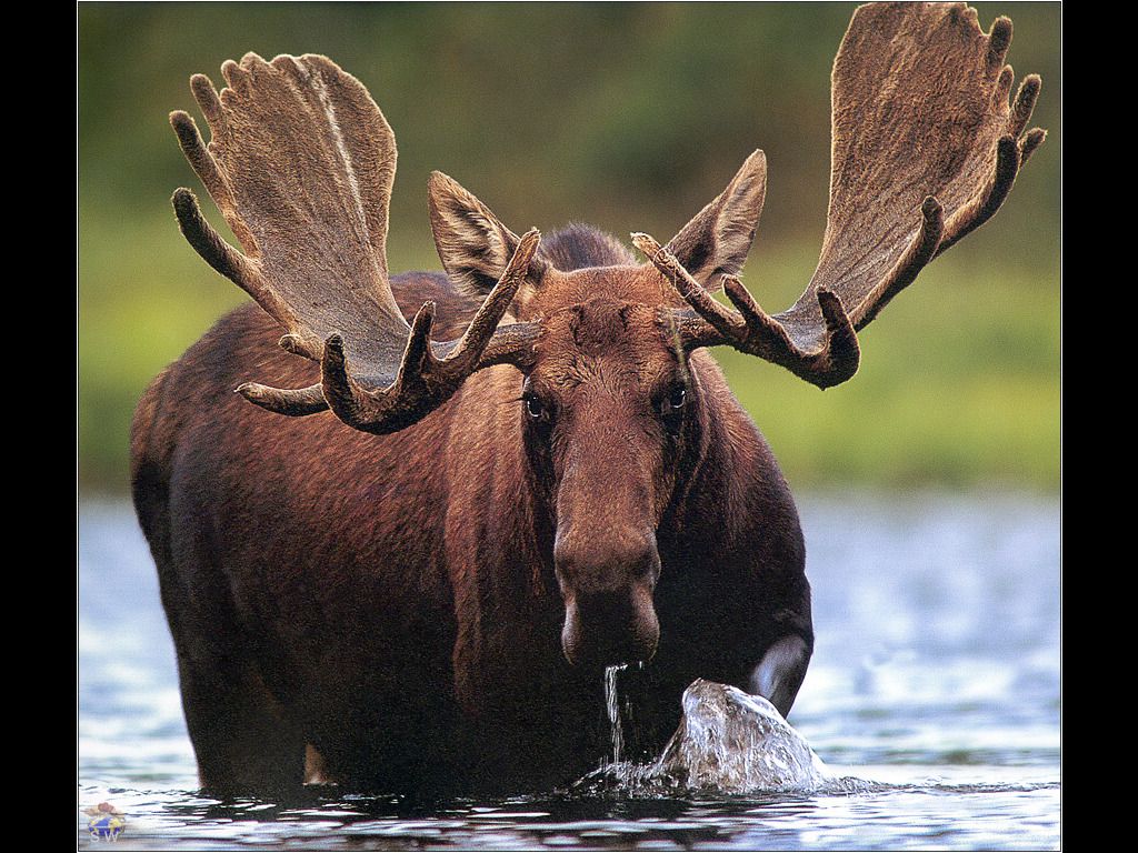 Moose Wallpapers