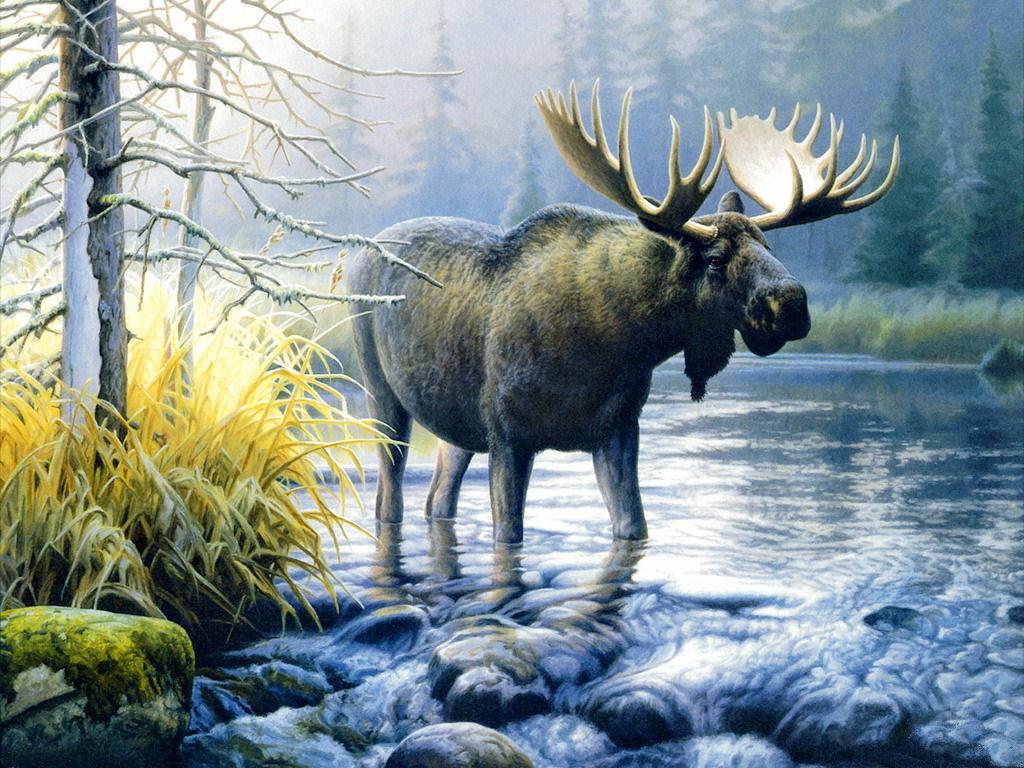 Moose Wallpapers