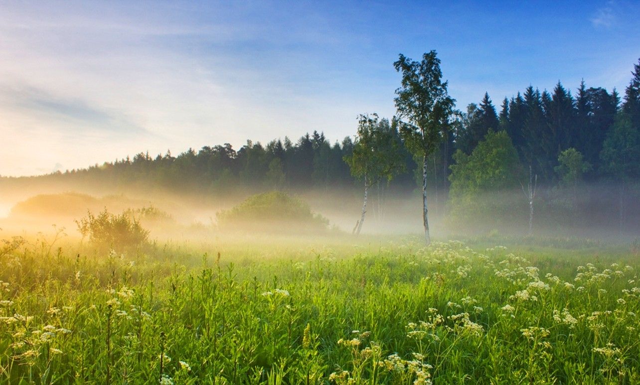 Дыши природой. Тишина природа чистый воздух. Поле лес туман. Утро лес поле. Туманный лес и поля.