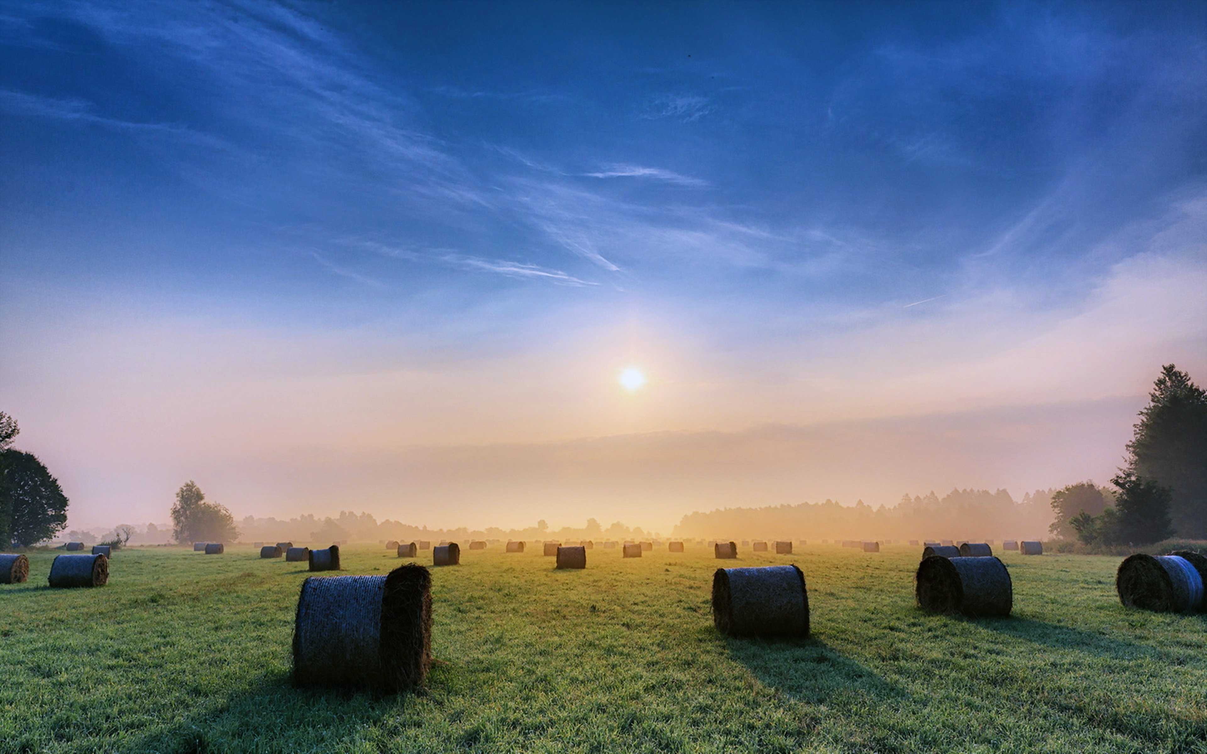 Morning Field Wallpapers