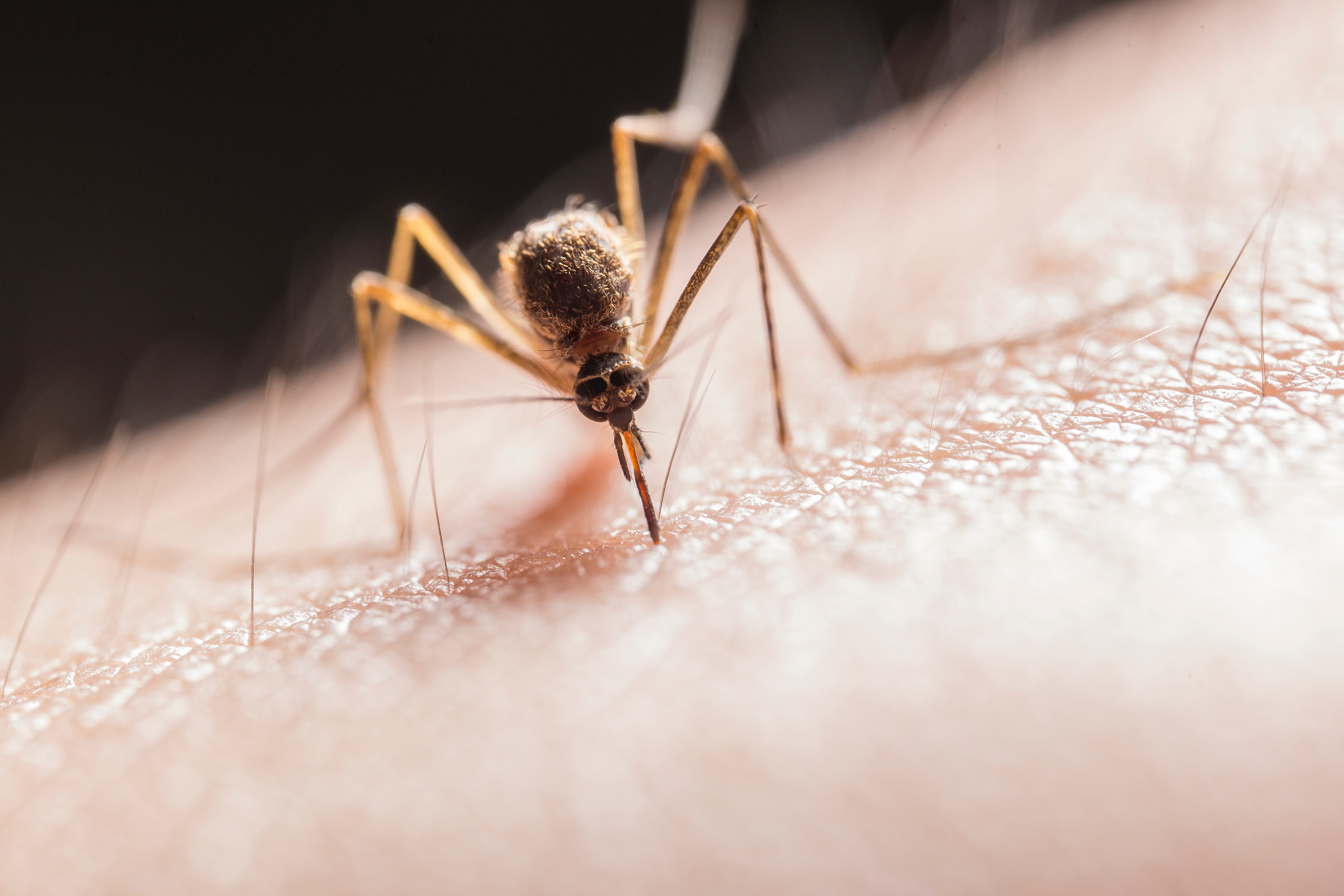 Mosquito Wallpapers