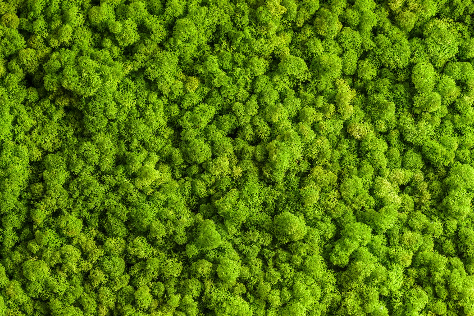 Moss Wallpapers