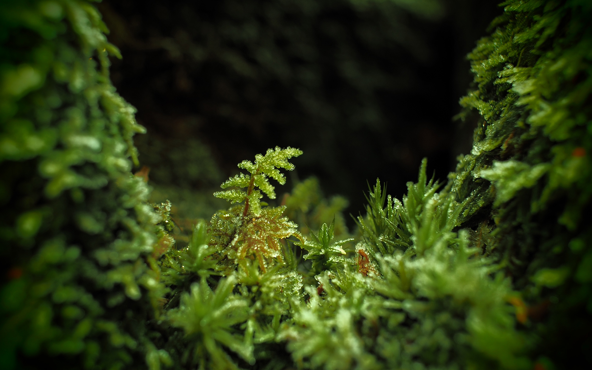 Moss Wallpapers