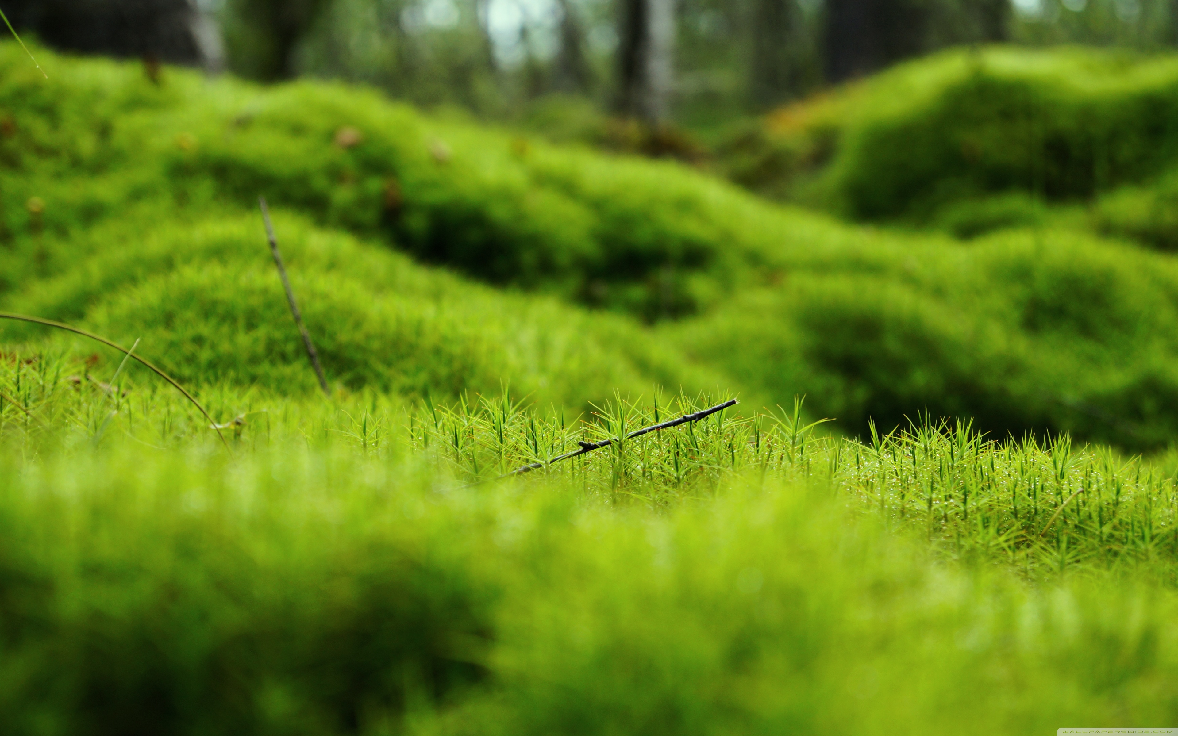 Moss Wallpapers