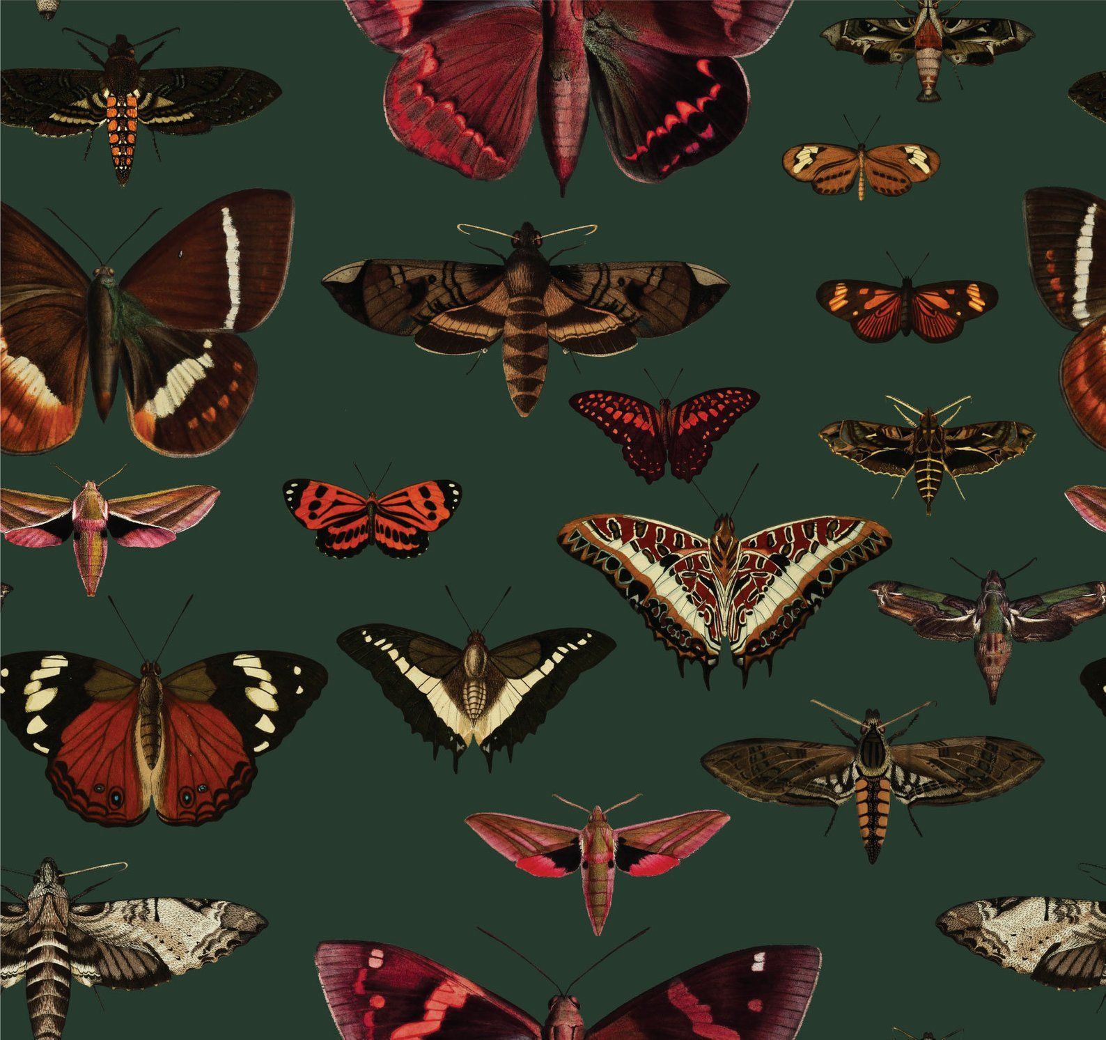 Moth Wallpapers