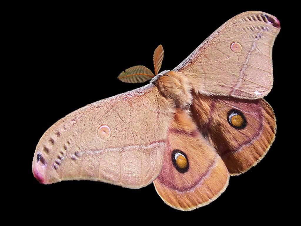 Moth Wallpapers