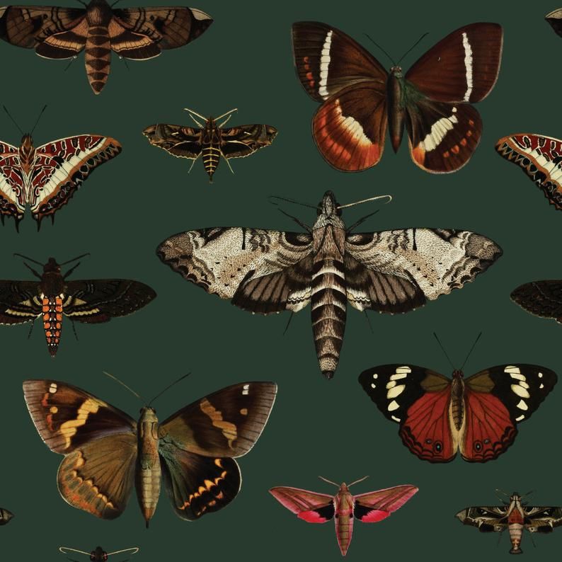 Moth Wallpapers