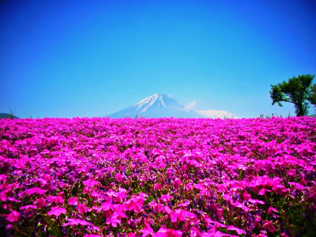 Mount Fuji Beautiful Shot Wallpapers