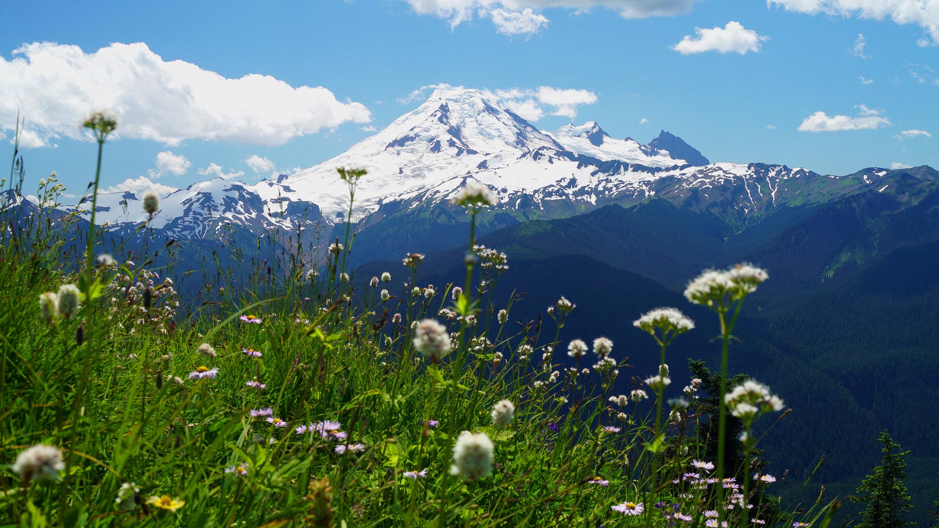 Mount Rainier Zoom Background