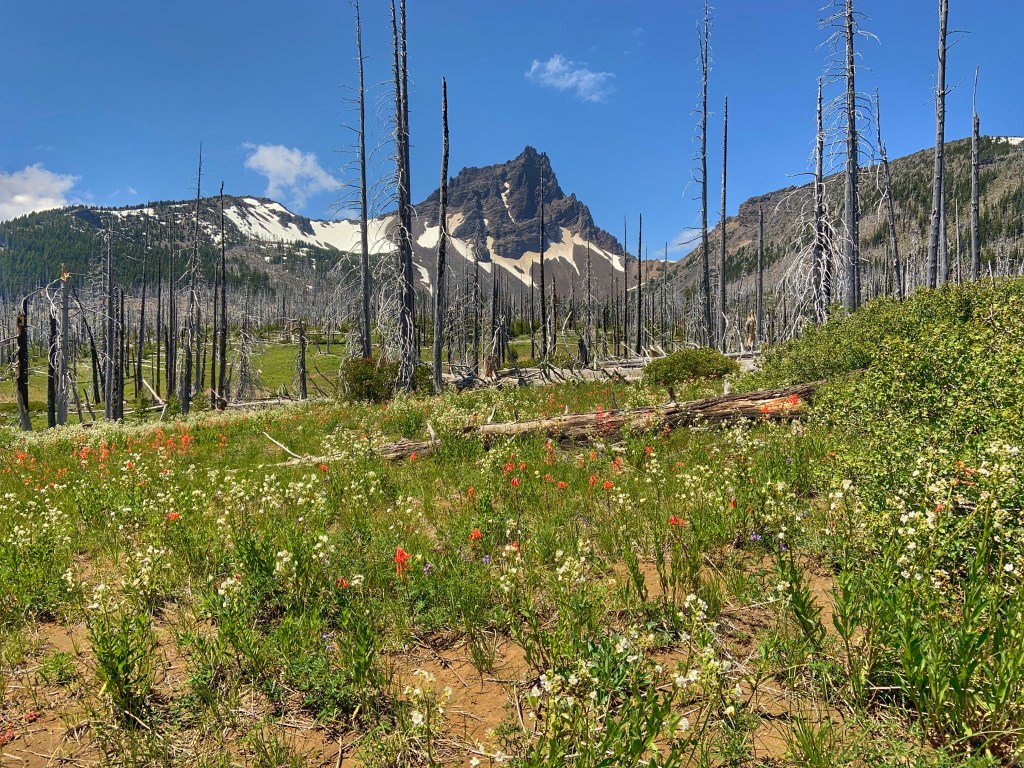 Mount Three Fingered Jack Wallpapers