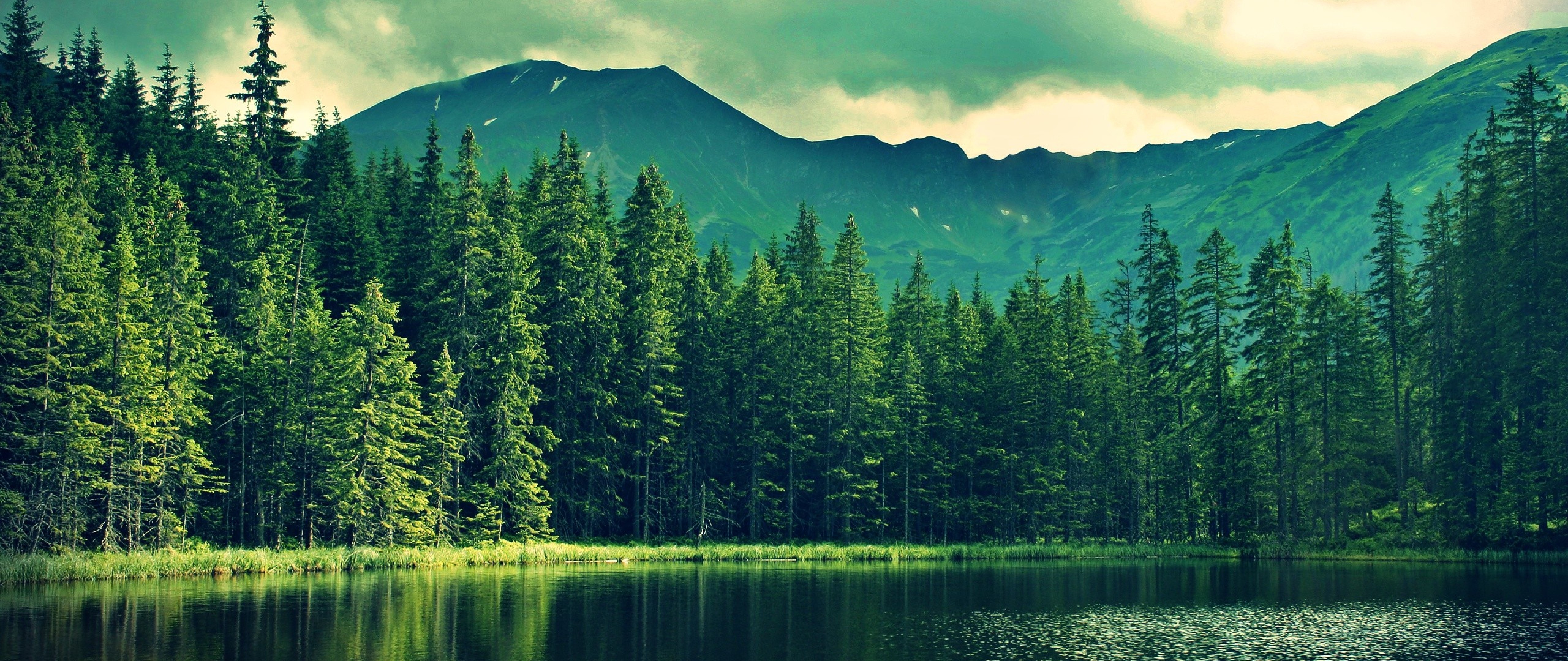 Mountain Forest Wallpapers