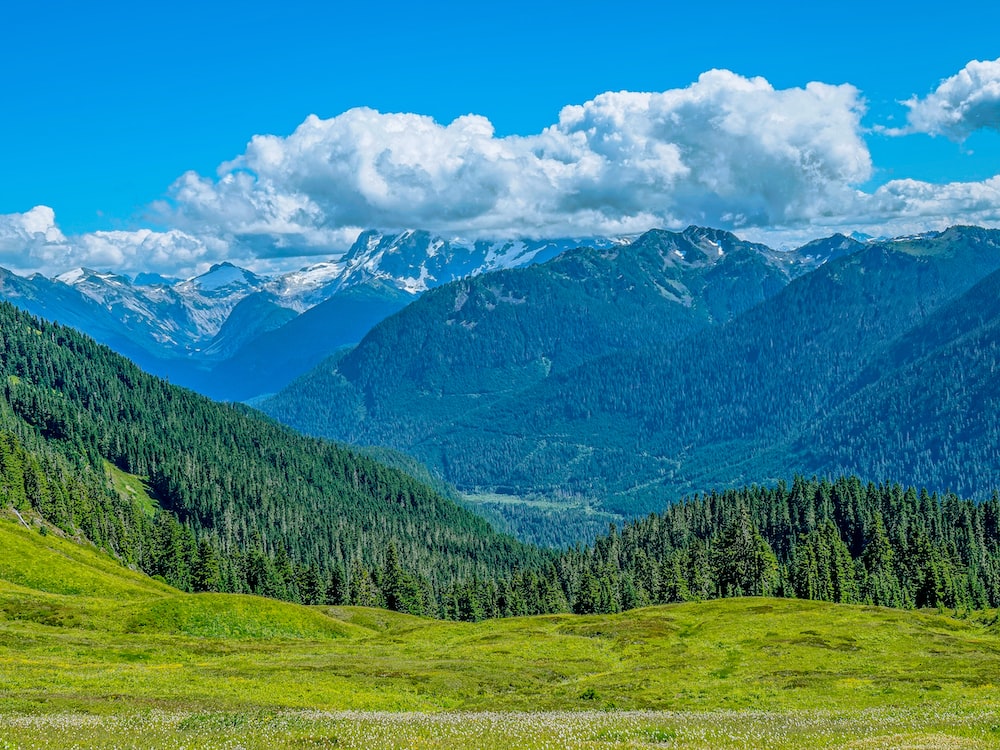 Mountain Forest Wallpapers