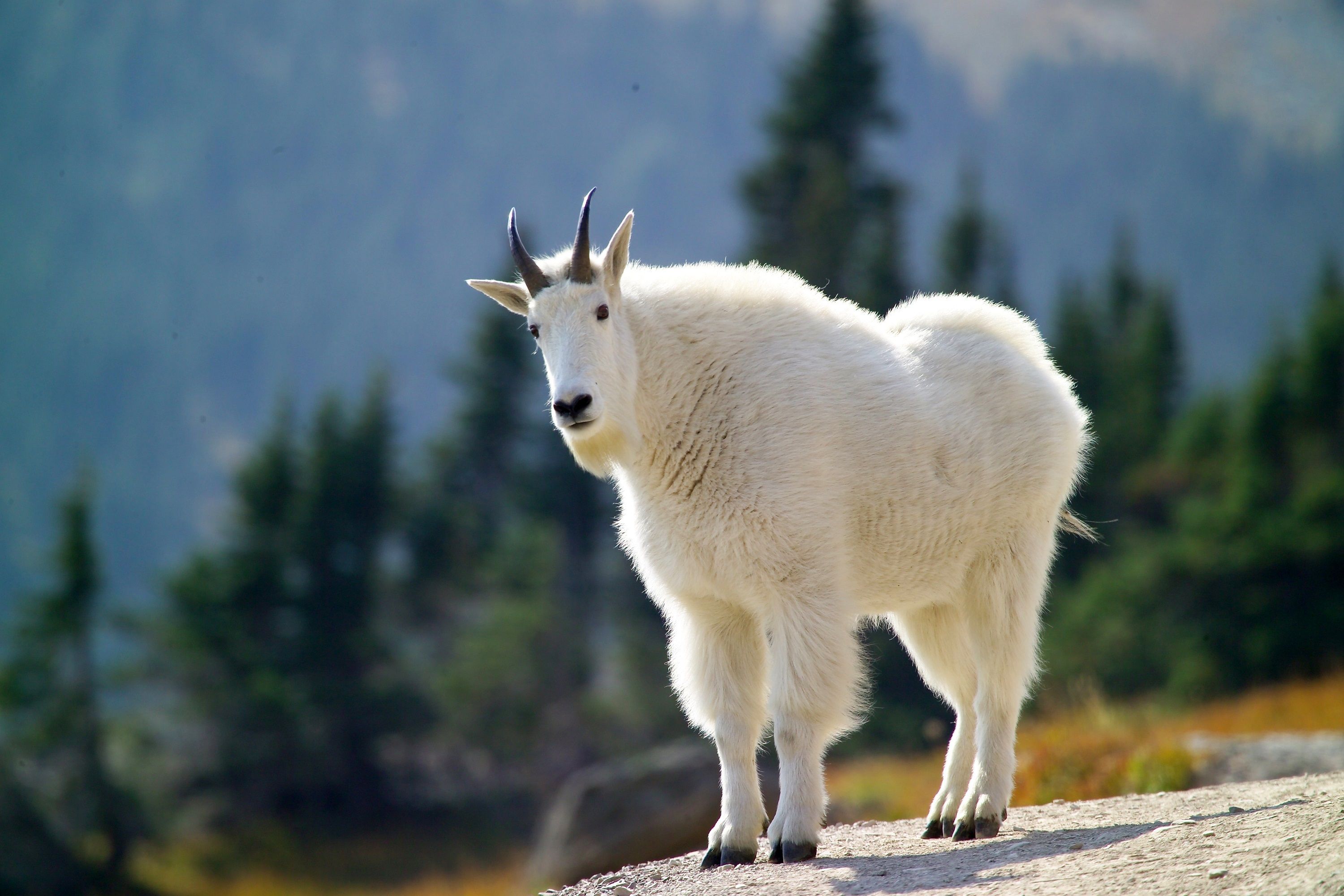 Mountain Goat Wallpapers