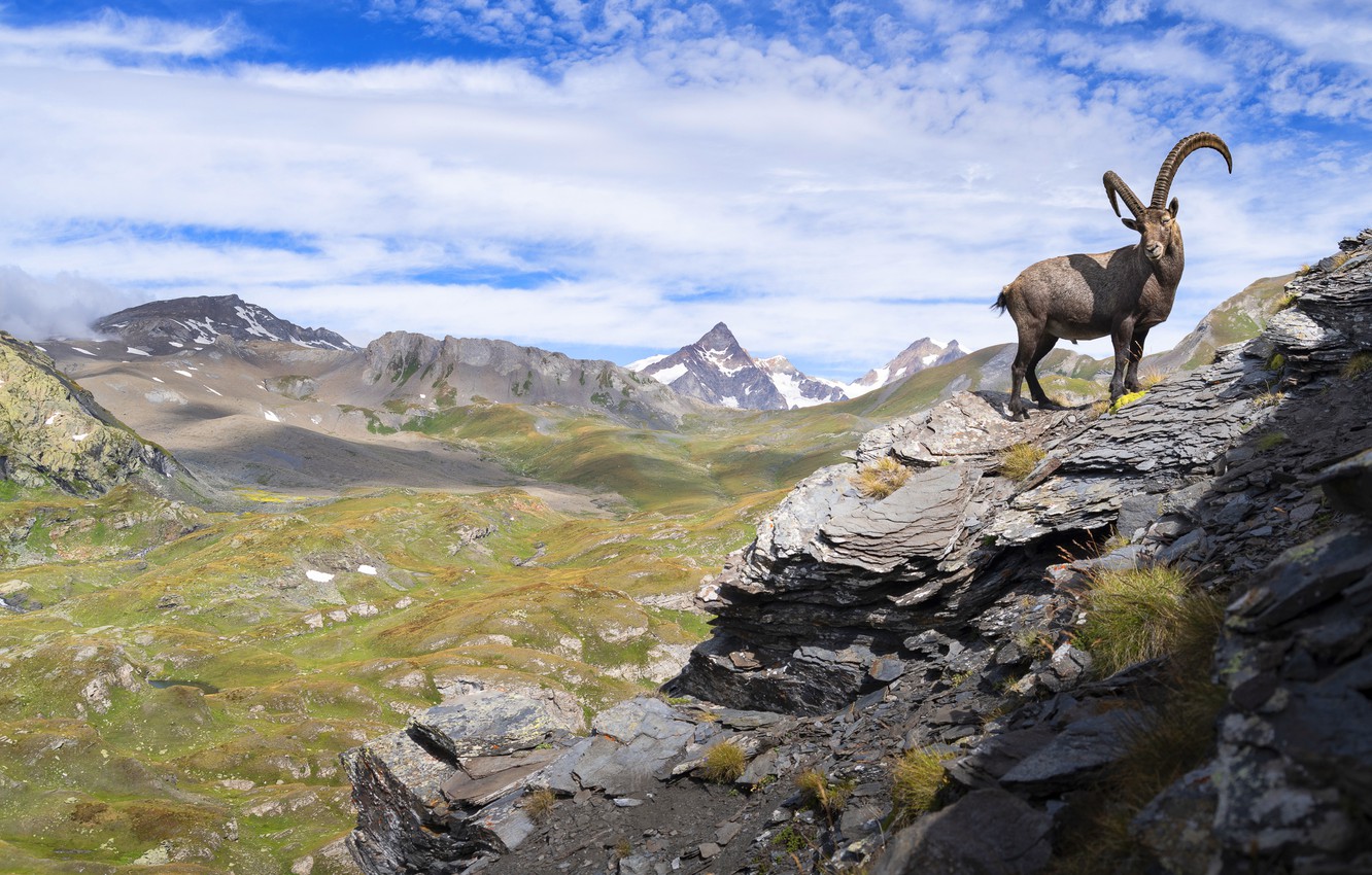 Mountain Goat Wallpapers