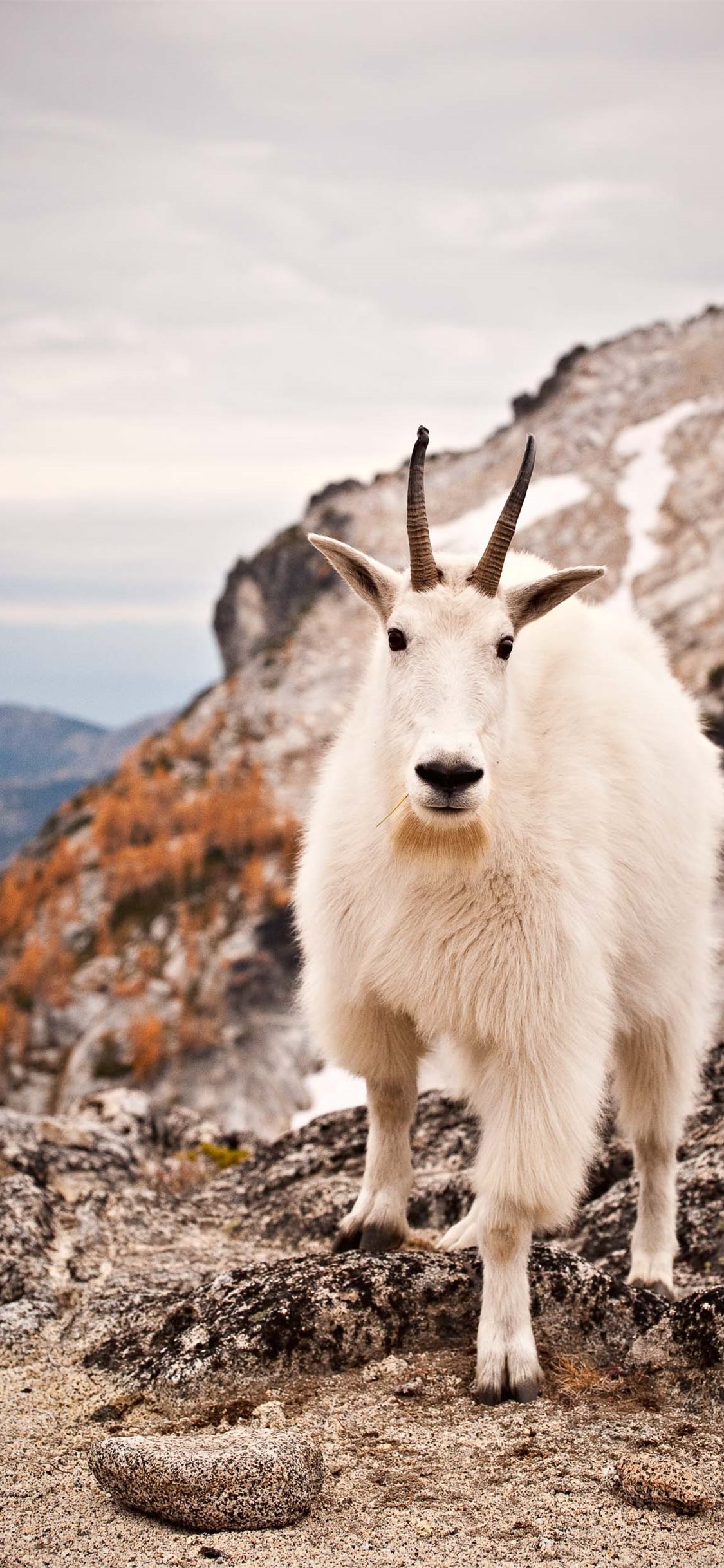 Mountain Goat Wallpapers