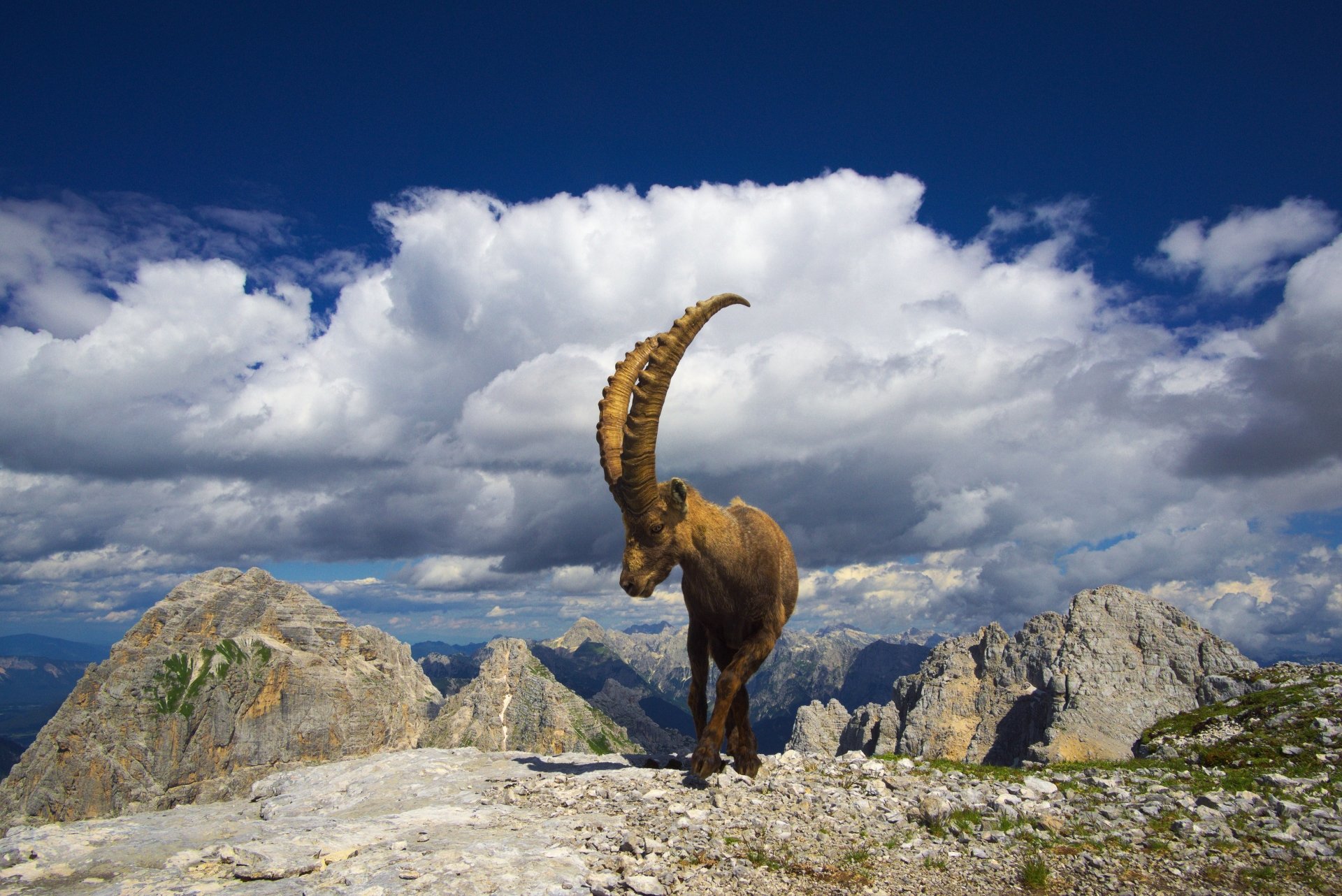 Mountain Goat Wallpapers