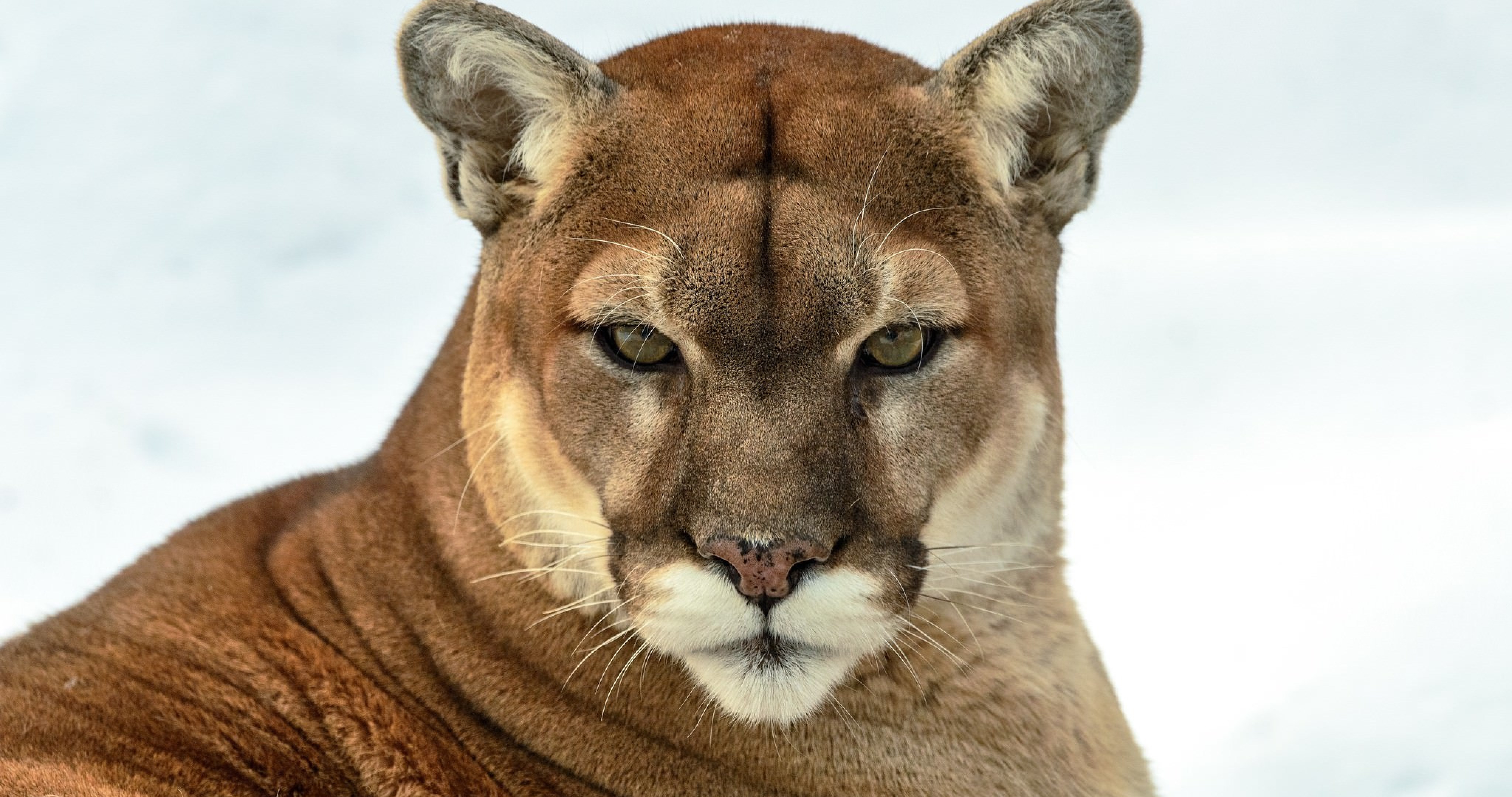 Mountain Lion Wallpapers