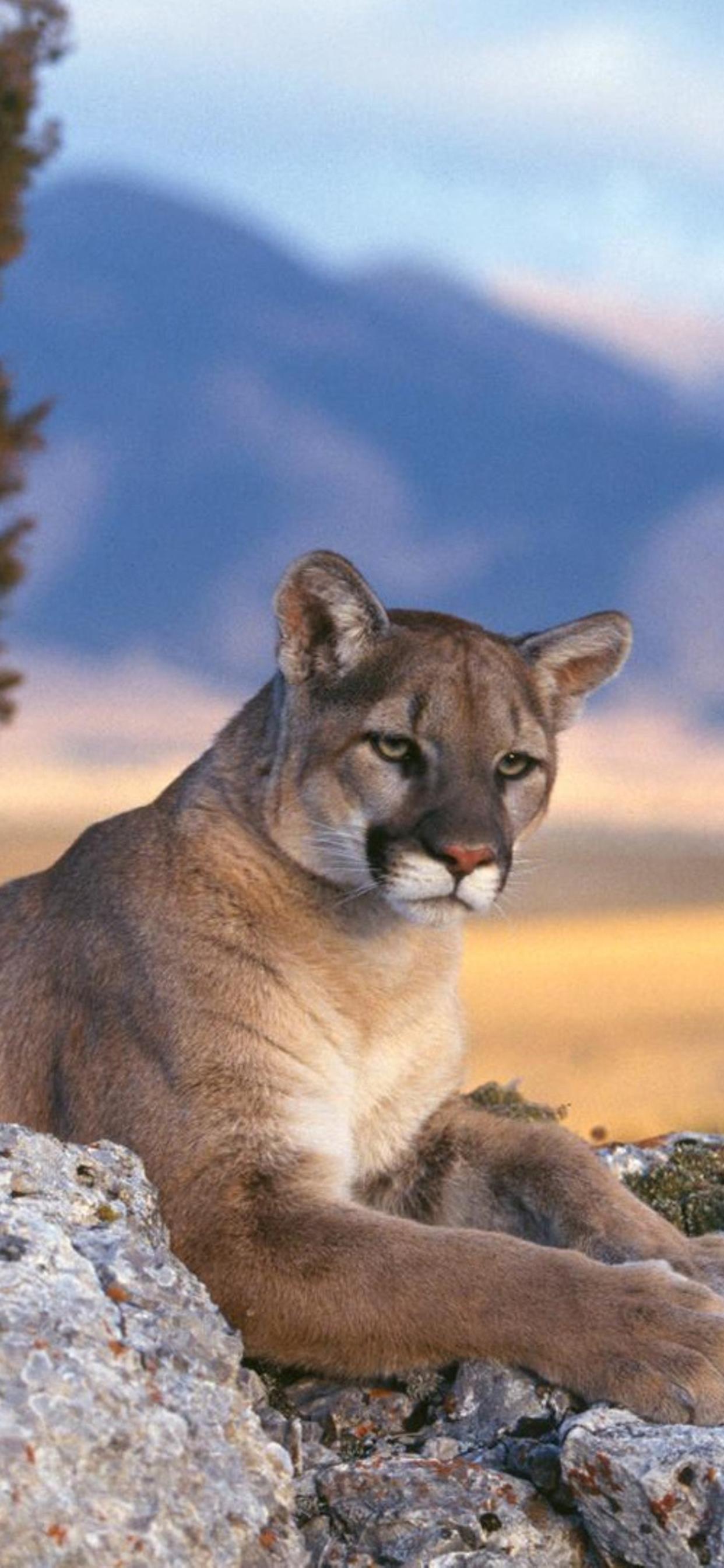 Mountain Lion Wallpapers