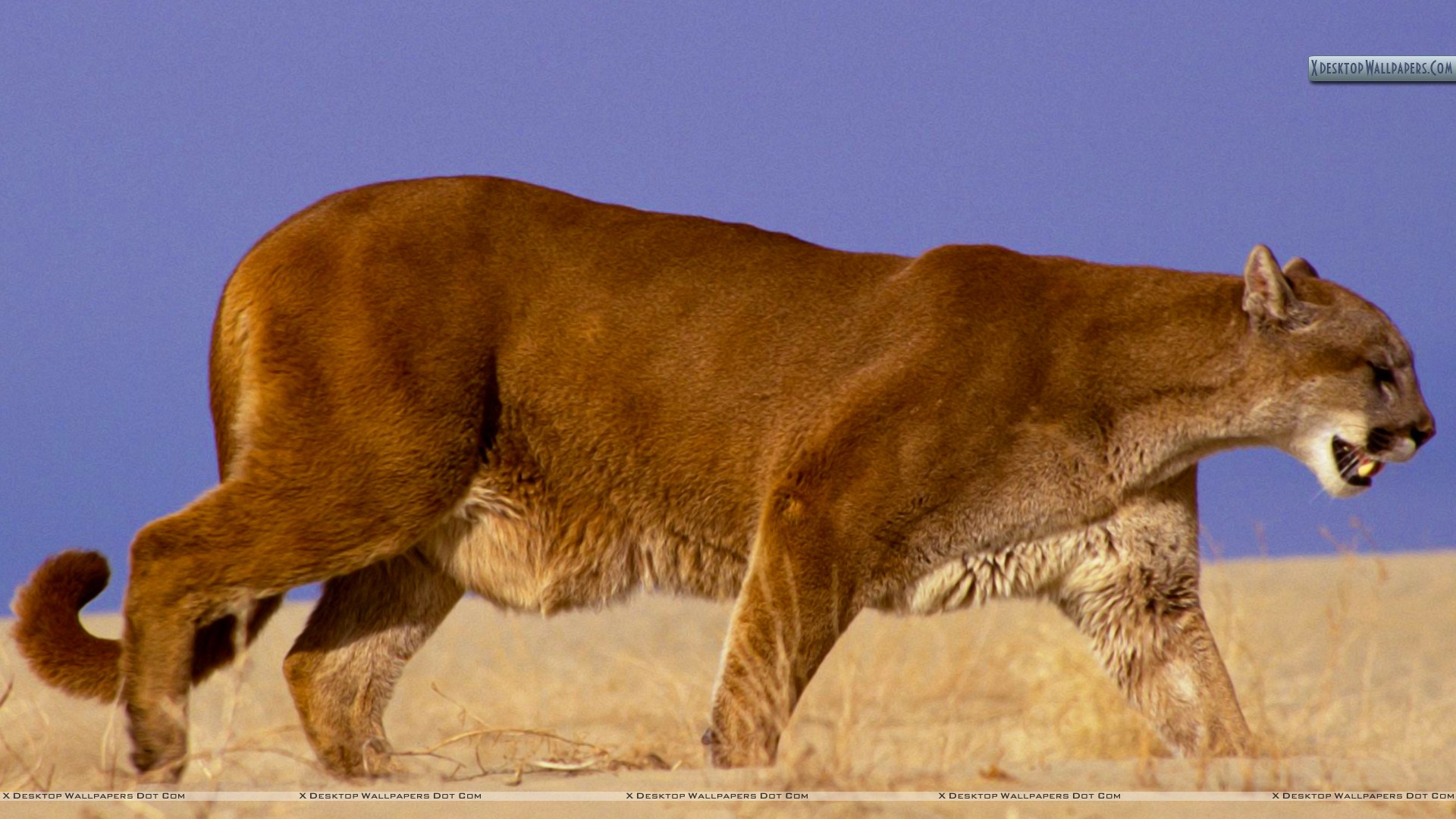 Mountain Lion Wallpapers