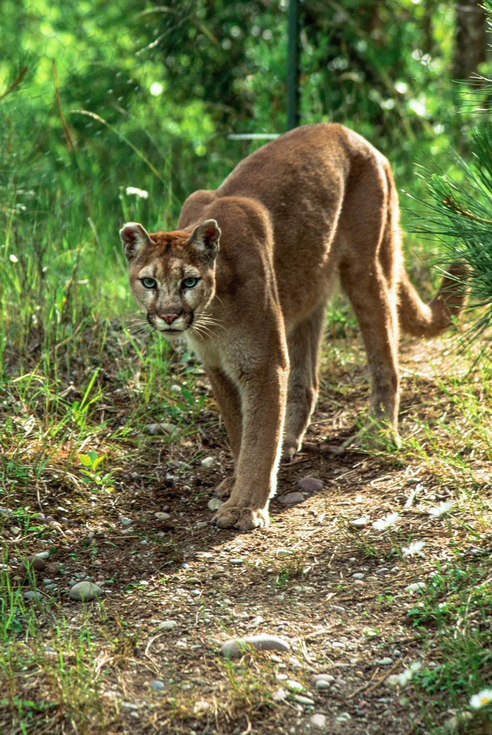 Mountain Lion Wallpapers