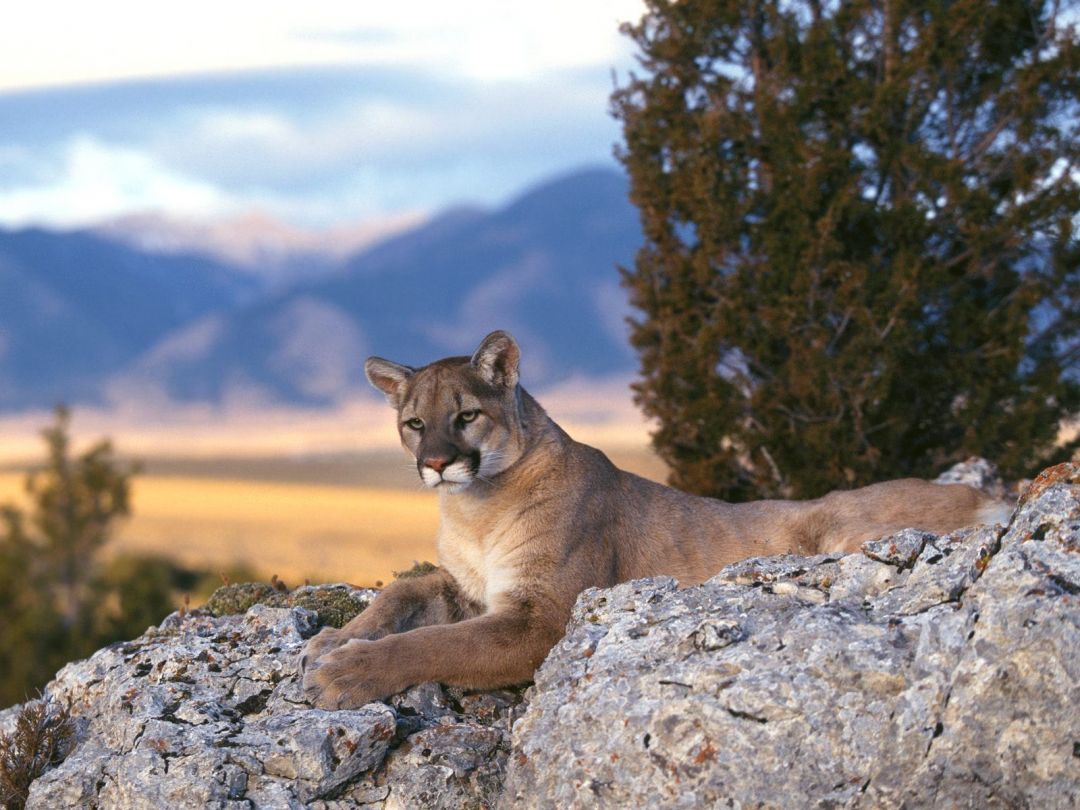 Mountain Lion Wallpapers