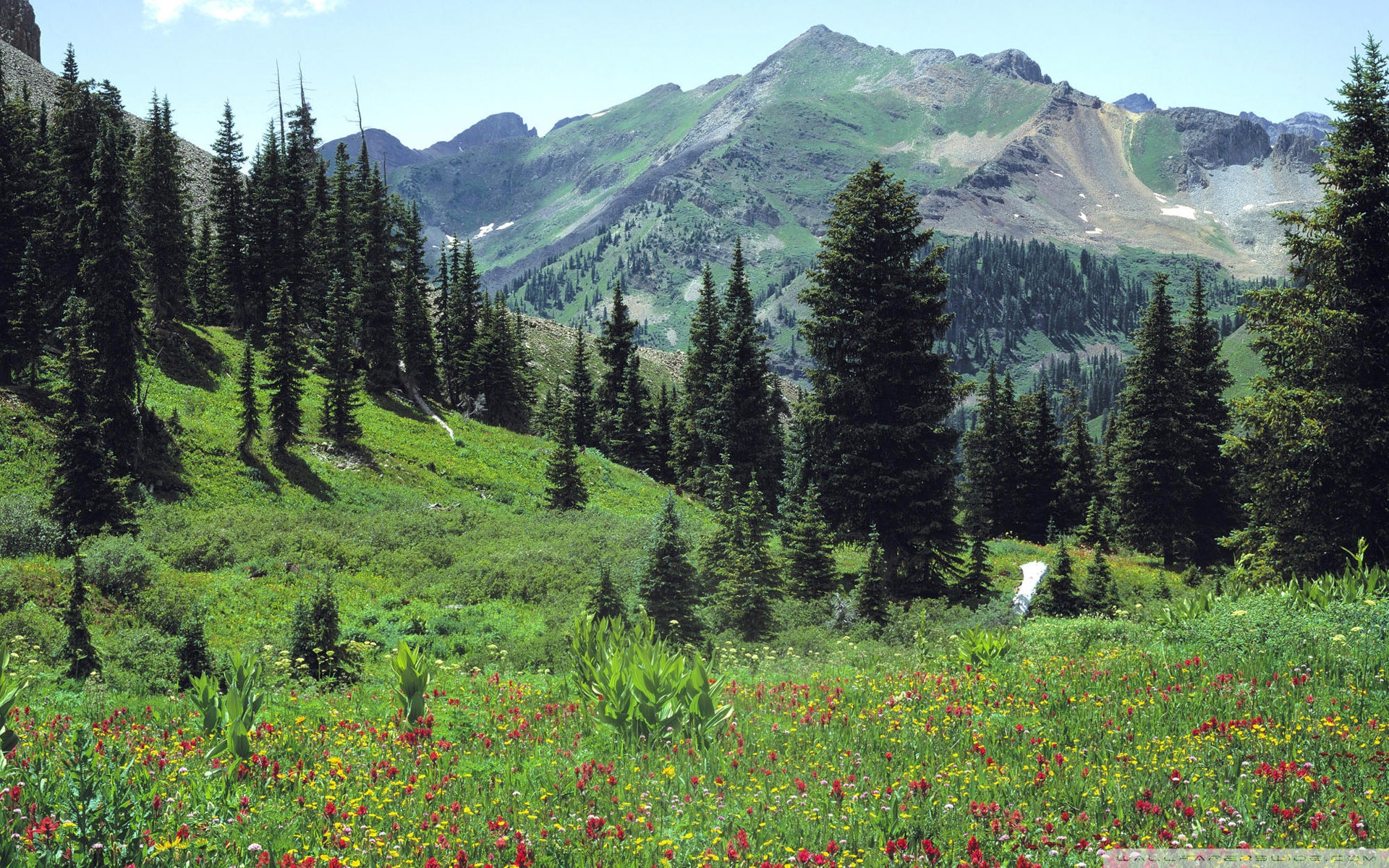 Mountain Meadow Wallpapers