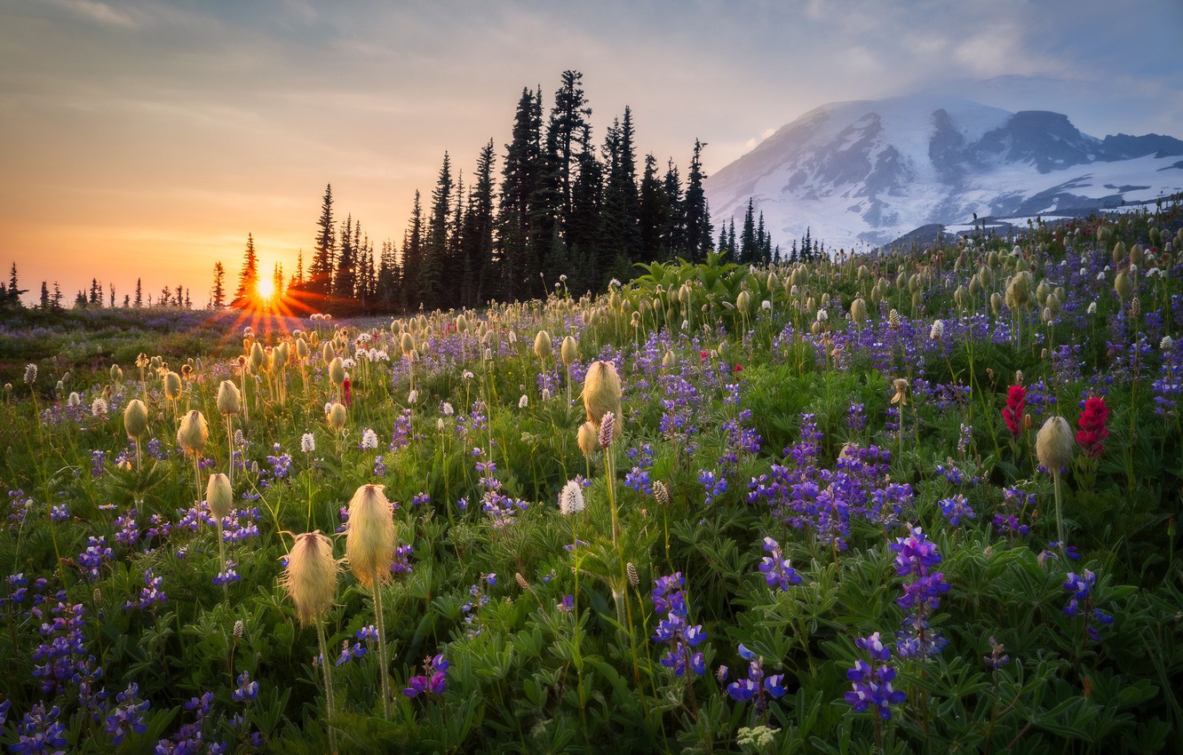 Mountain Meadow Wallpapers